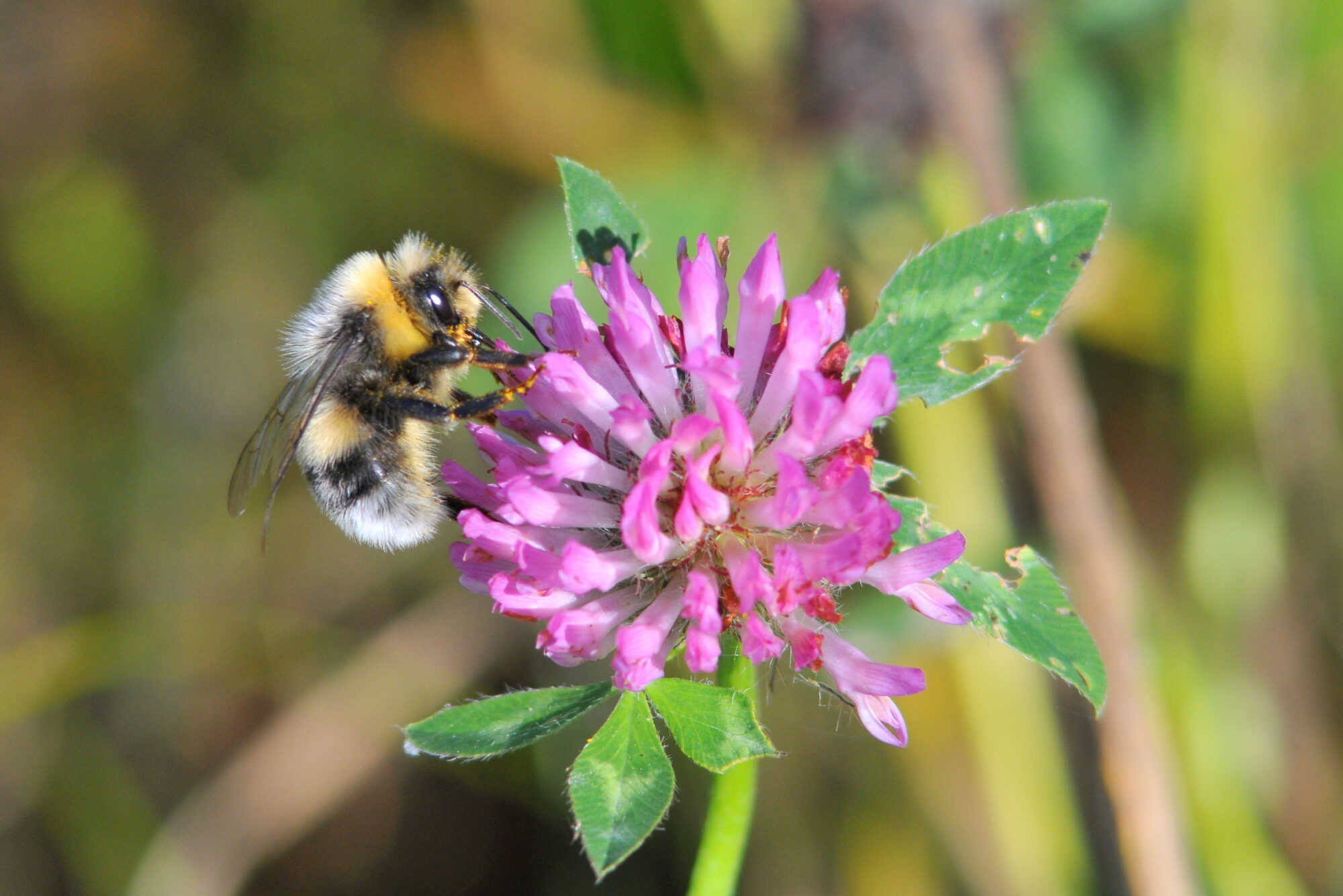 Valokuvaaja: Kaarlo Asikainen