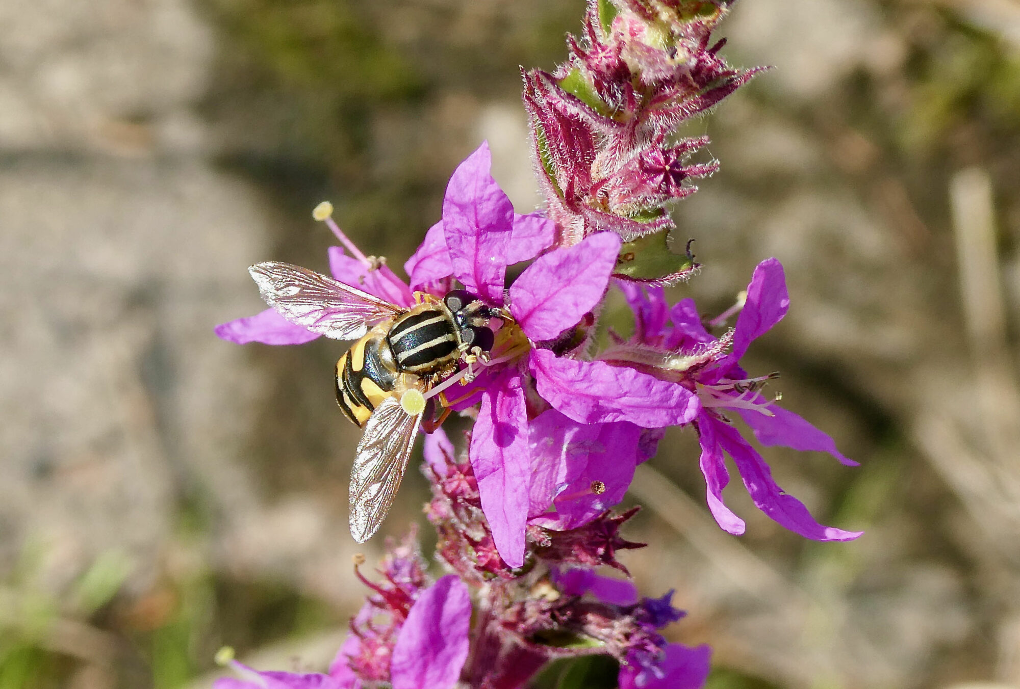 Valokuvaaja: Liisa Niiva-Korpela Valokuvaaja: Liisa Niiva-Korpela