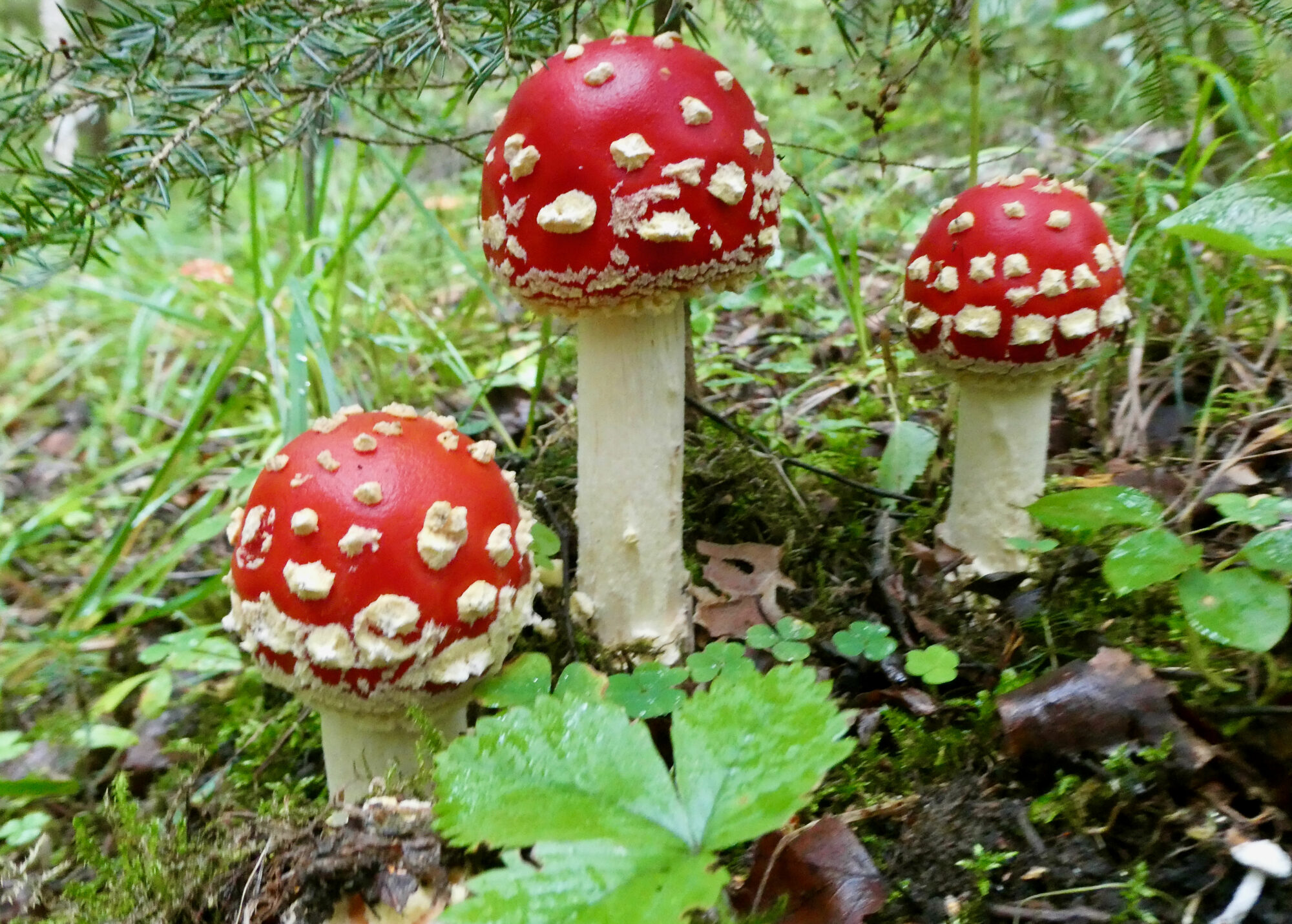 Valokuvaaja: Liisa Niiva-Korpela