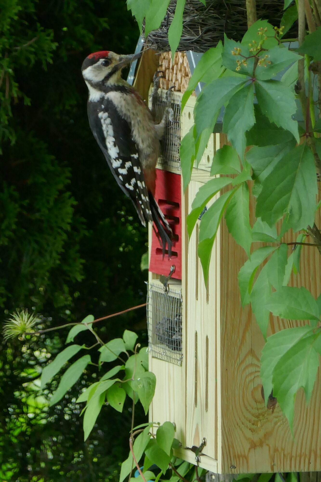 Valokuvaaja: Marjut Ikonen