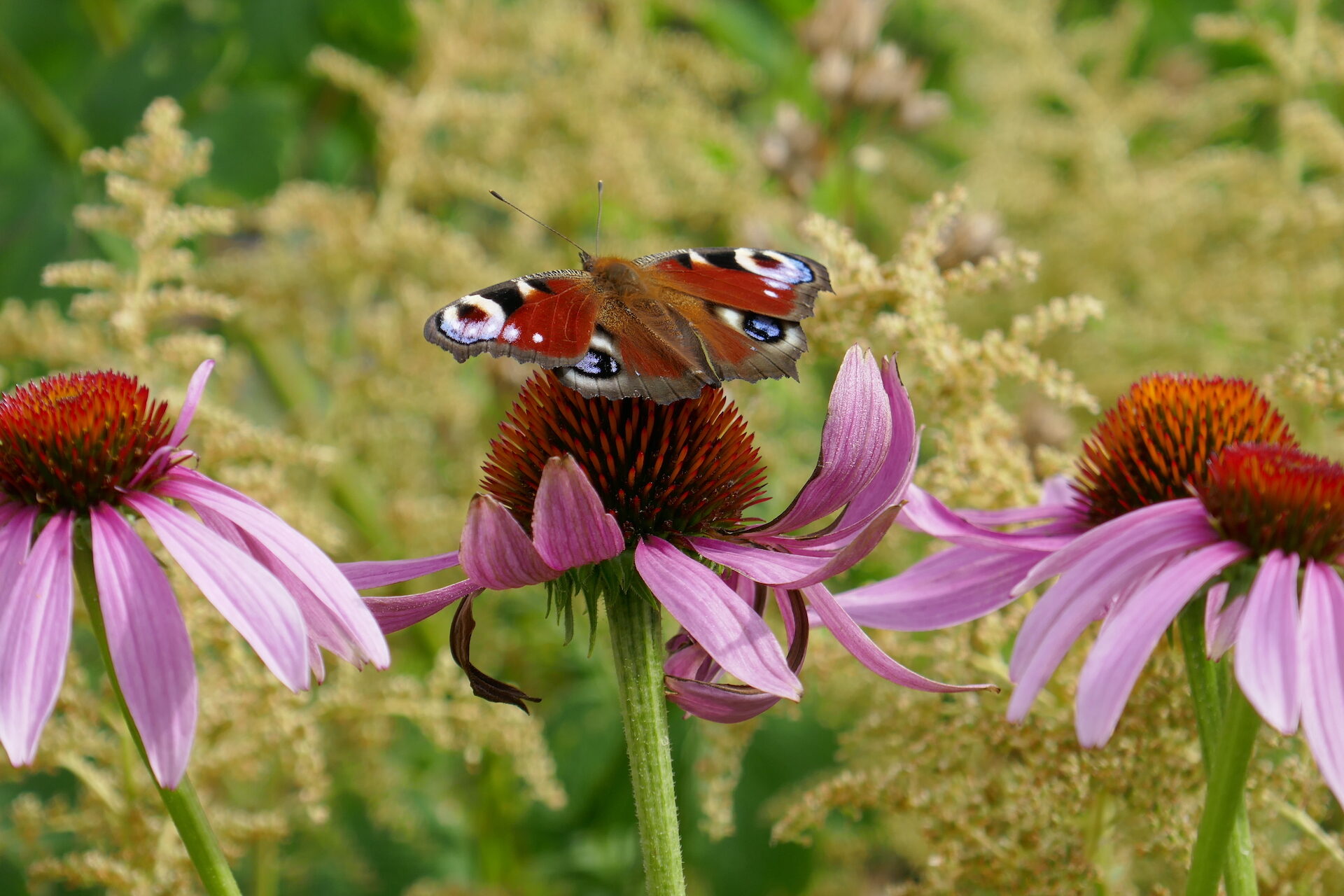 Valokuvaaja: Marjut Ikonen