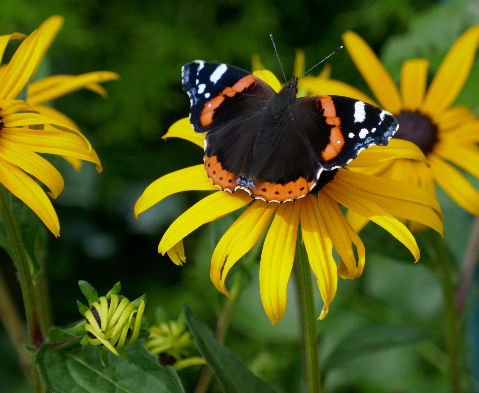 Valokuvaaja: Marjut Ikonen Valokuvaaja: Marjut Ikonen