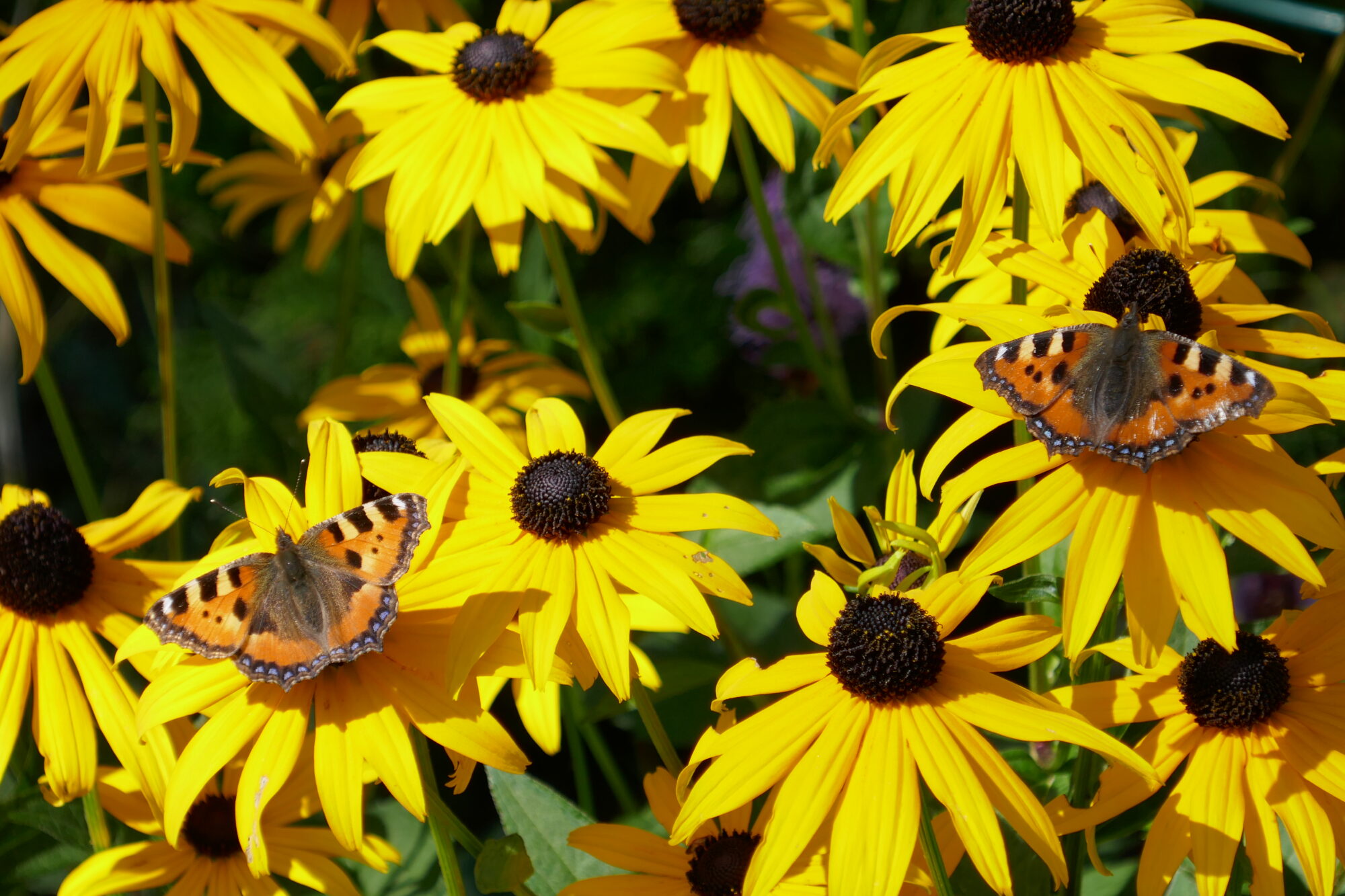 Valokuvaaja: Marjut Ikonen