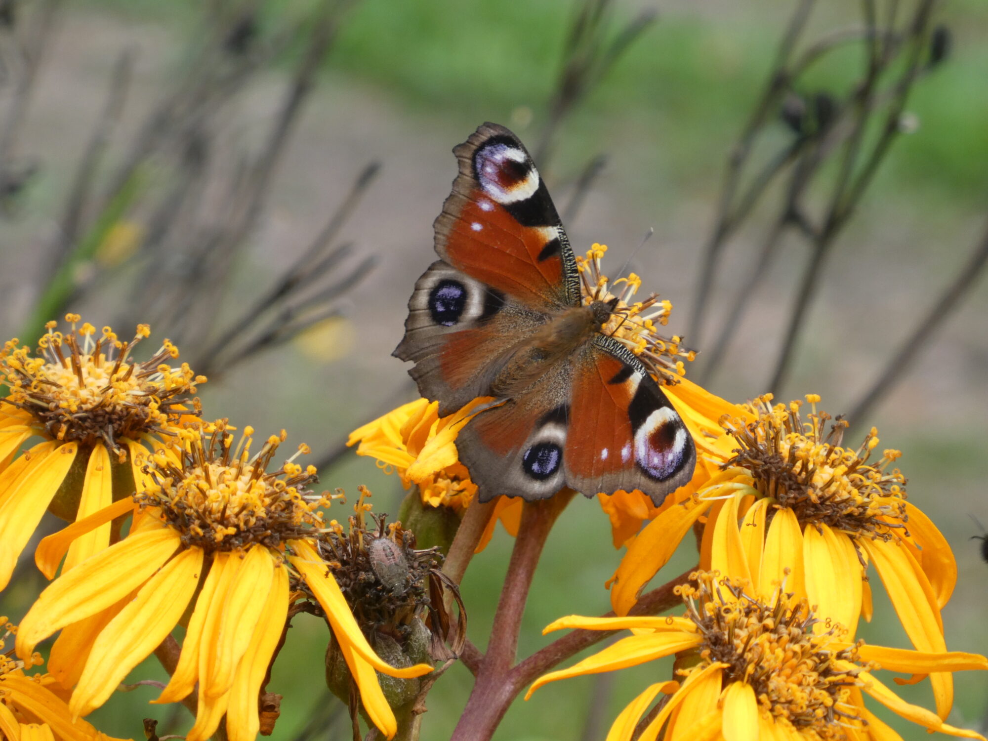 Valokuvaaja: Anja Mustamaa