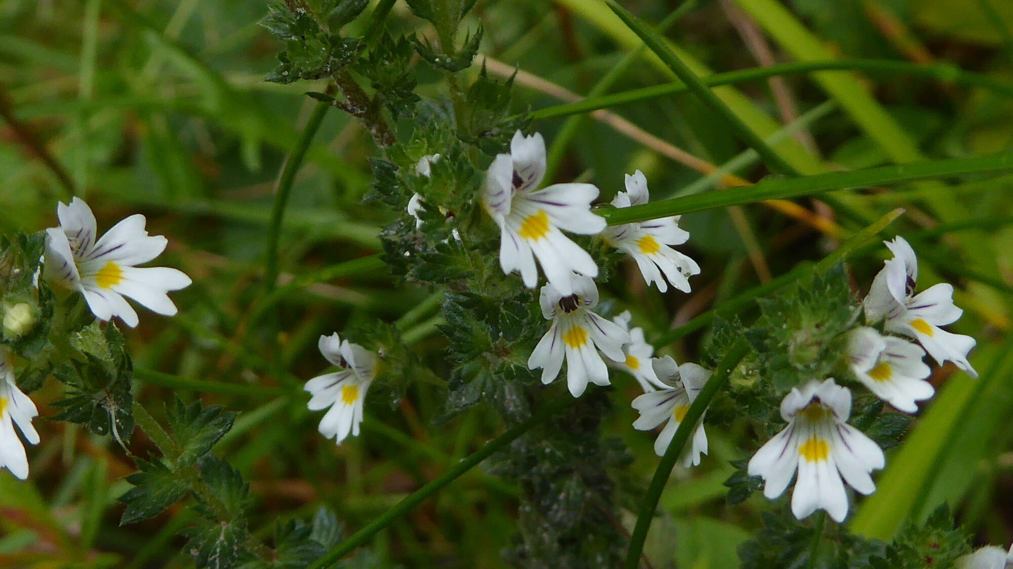 Valokuvaaja: Arja Valtonen