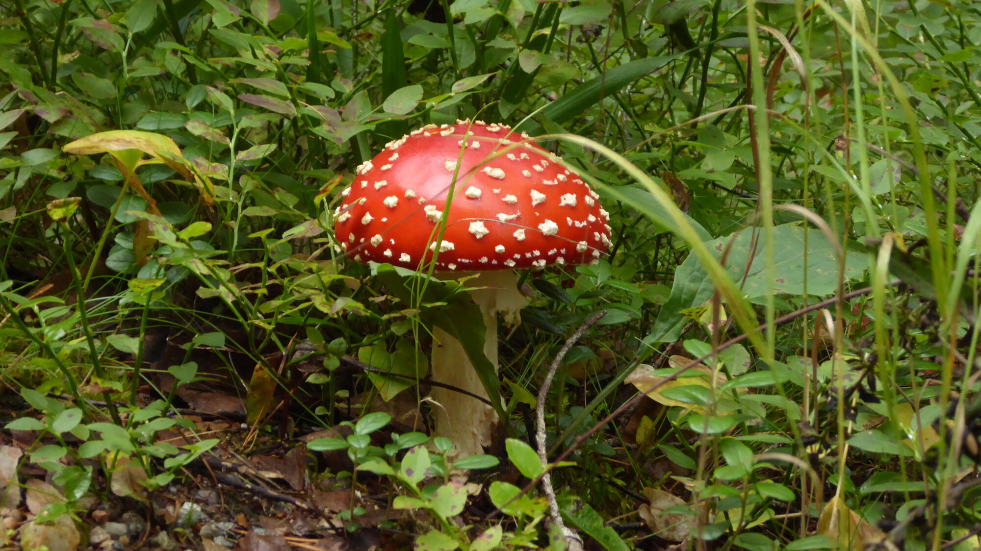 Valokuvaaja: Arja Valtonen