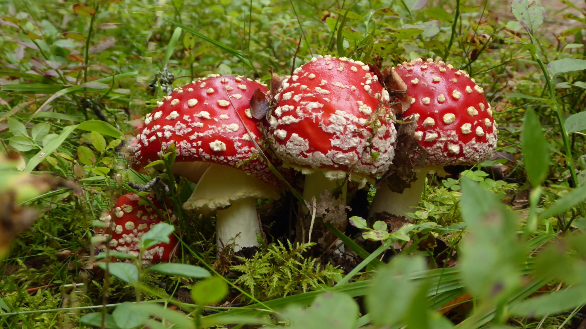 Valokuvaaja: Arja Valtonen