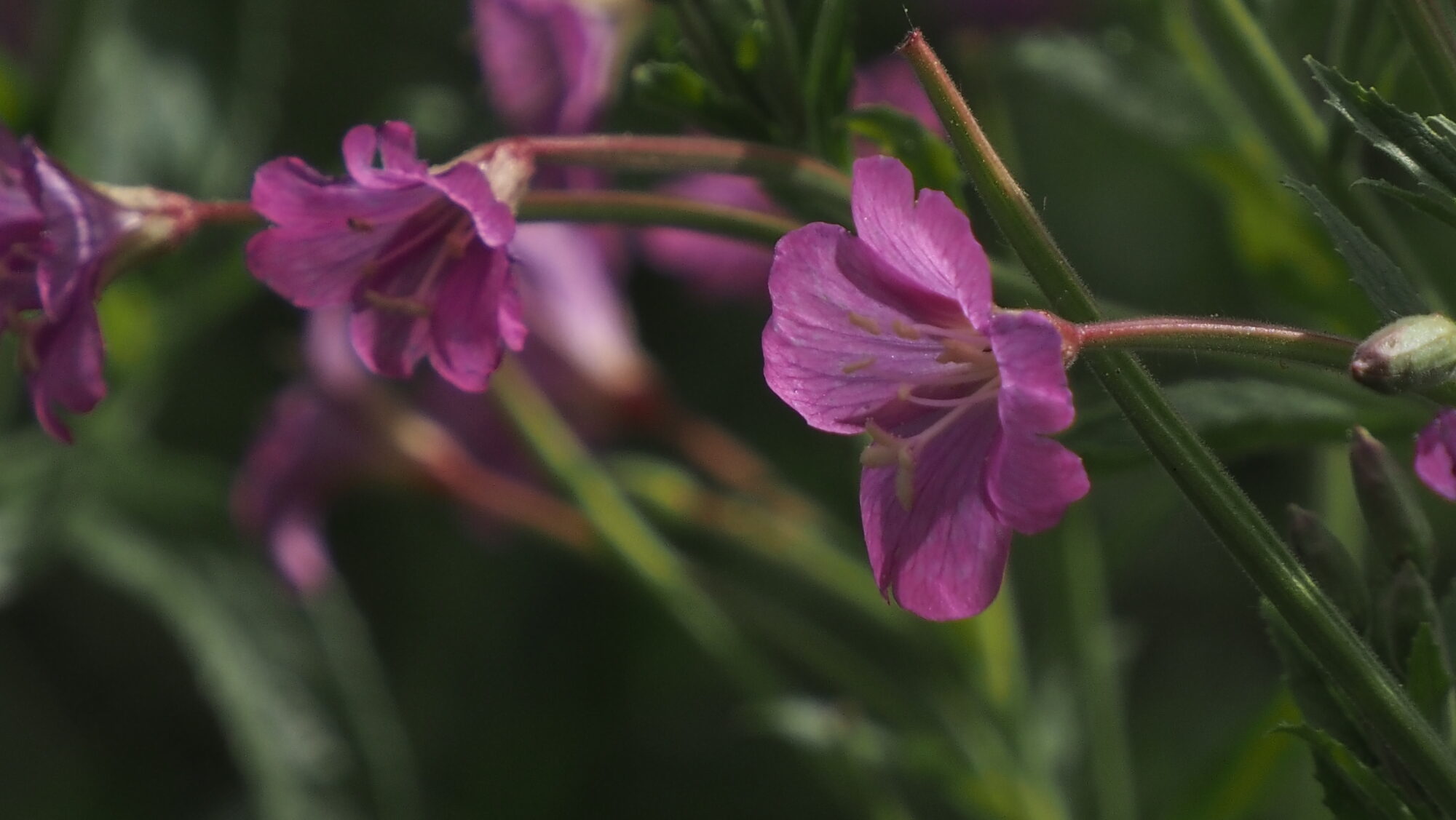 Valokuvaaja: Arja Valtonen