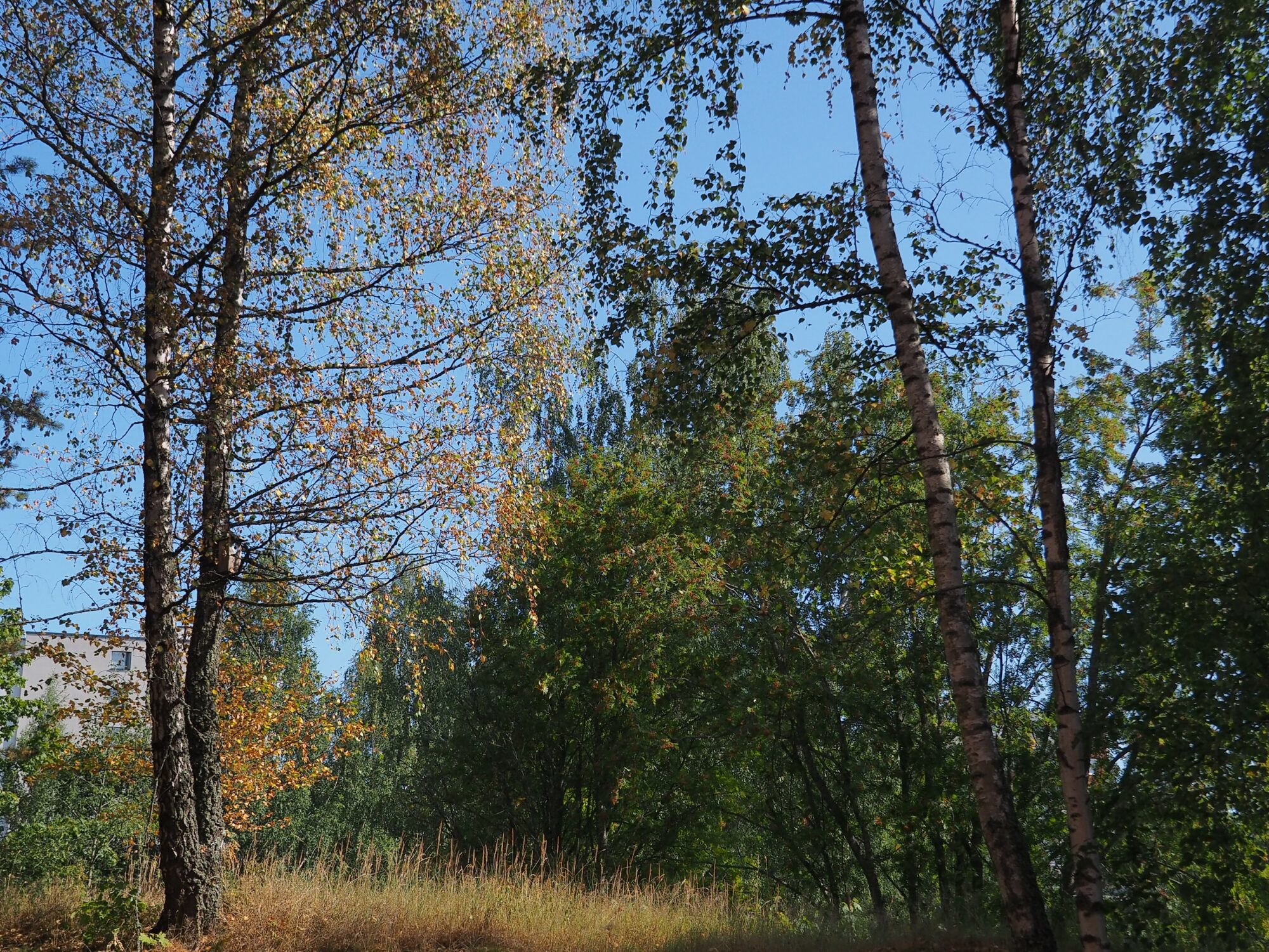 Valokuvaaja: Martti Valtonen