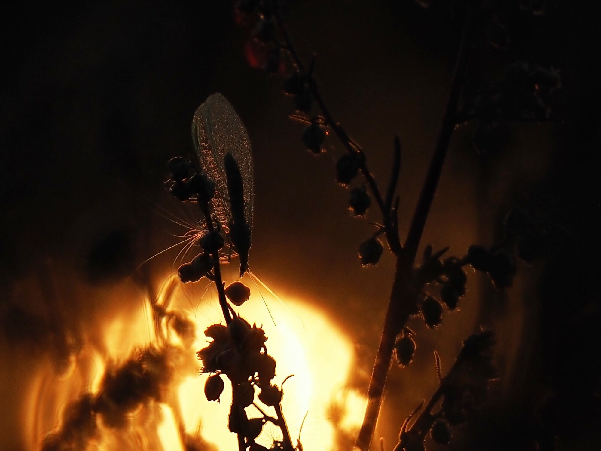 Valokuvaaja: Arja Valtonen