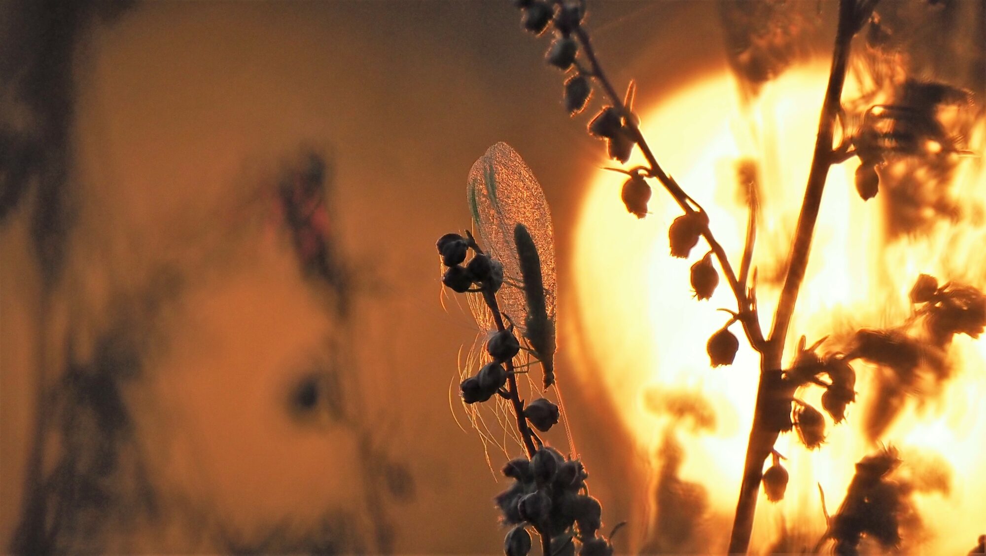 Valokuvaaja: Arja Valtonen