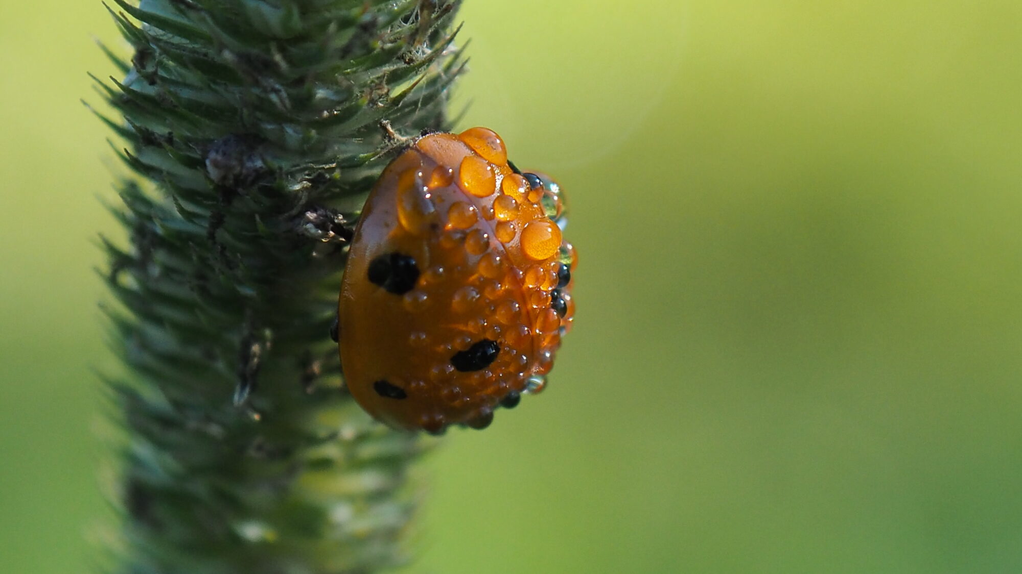 Valokuvaaja: Martti Valtonen