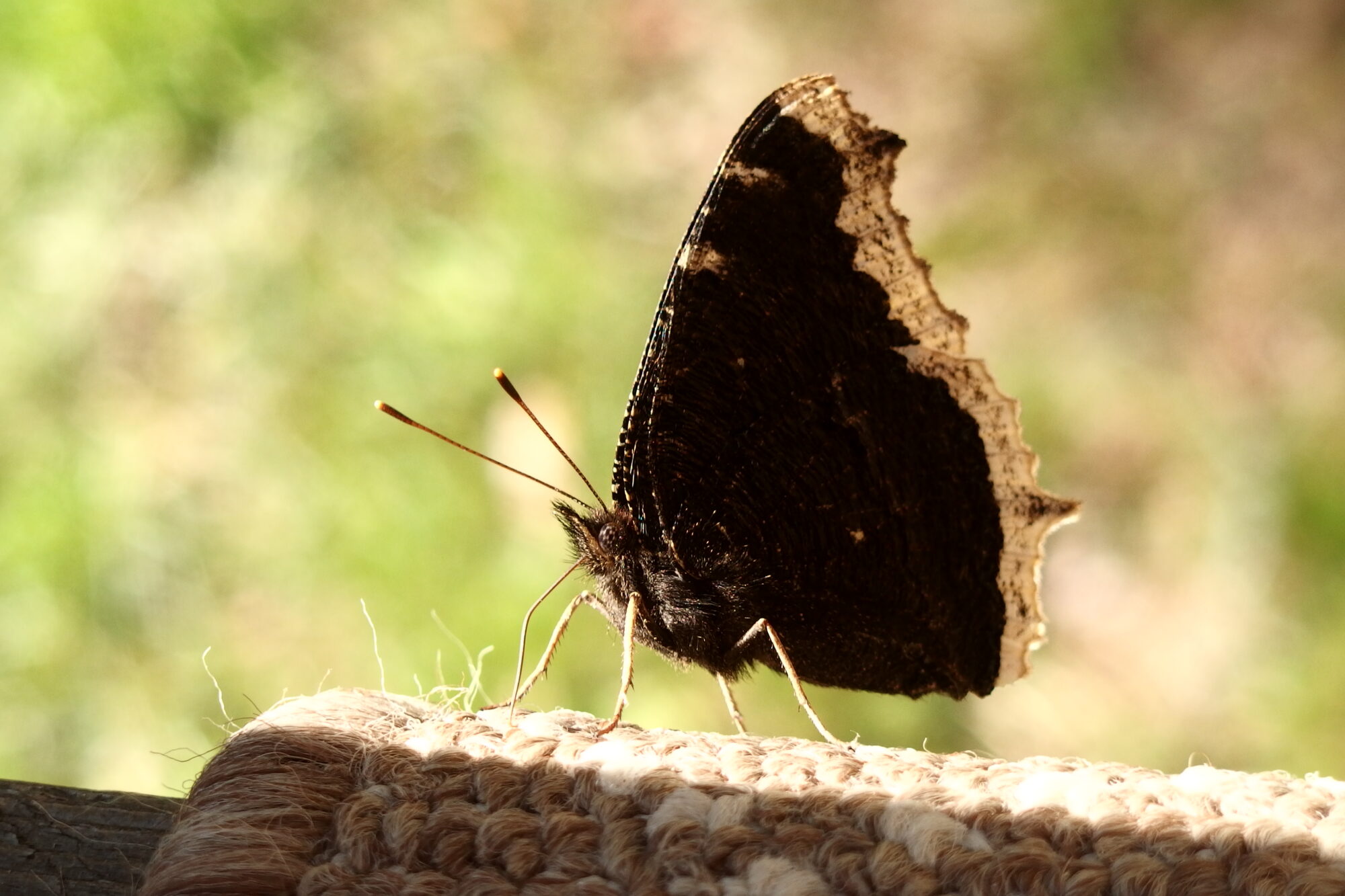 Valokuvaaja: Juha Larikka