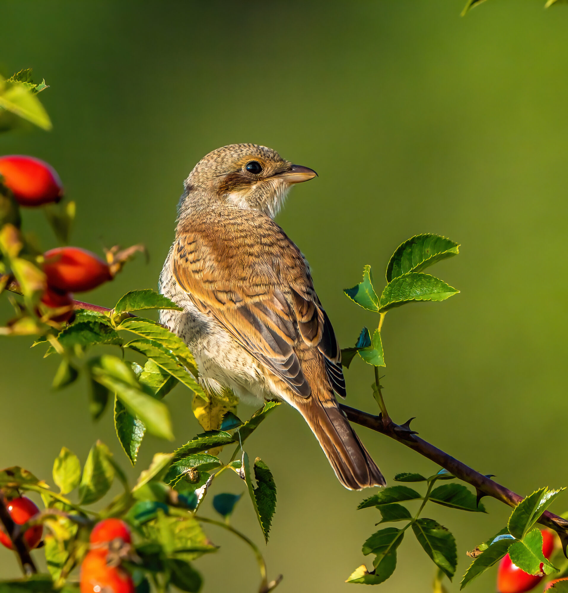 Valokuvaaja: Jukka Käyhkö
