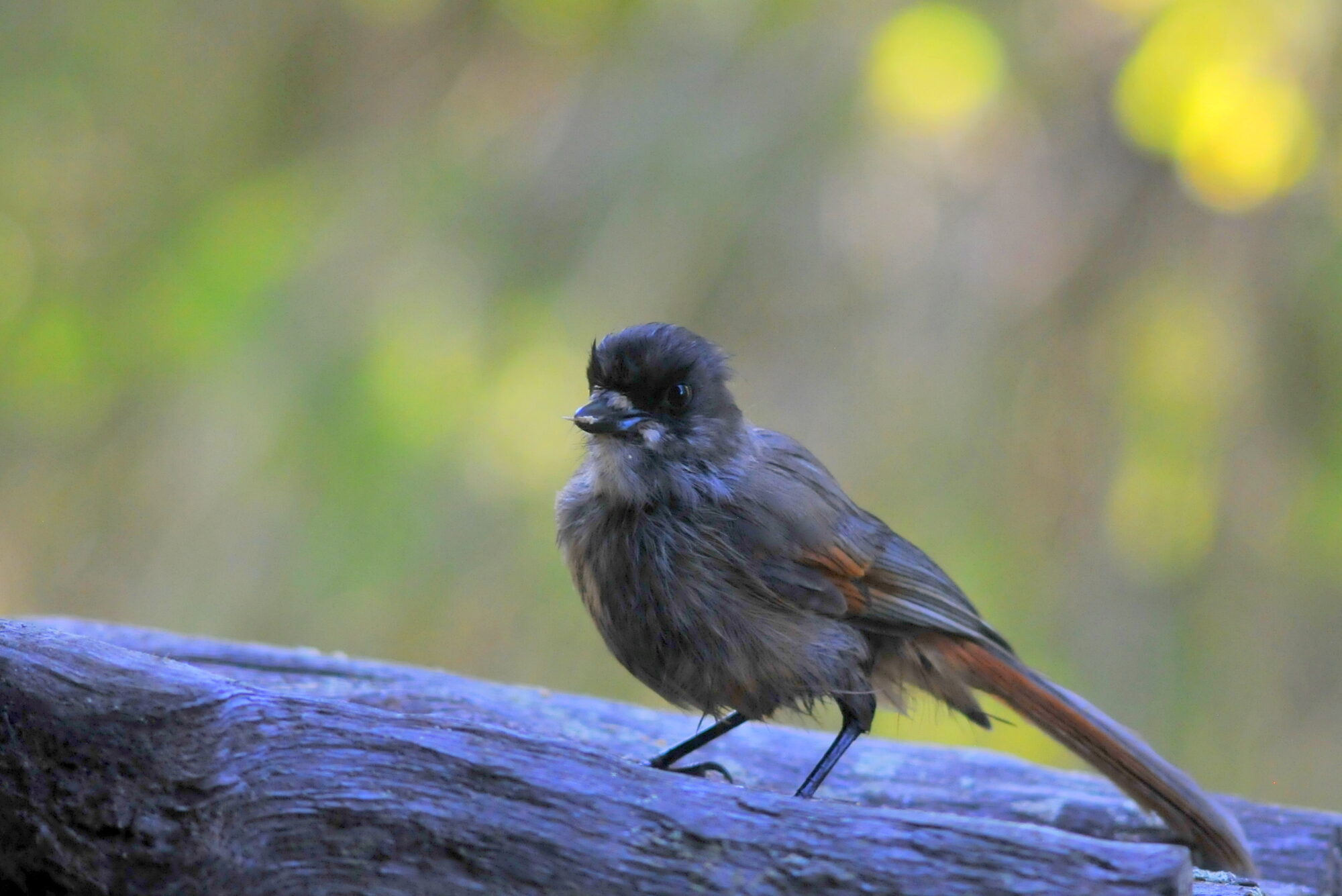 Valokuvaaja: Kaarlo Asikainen