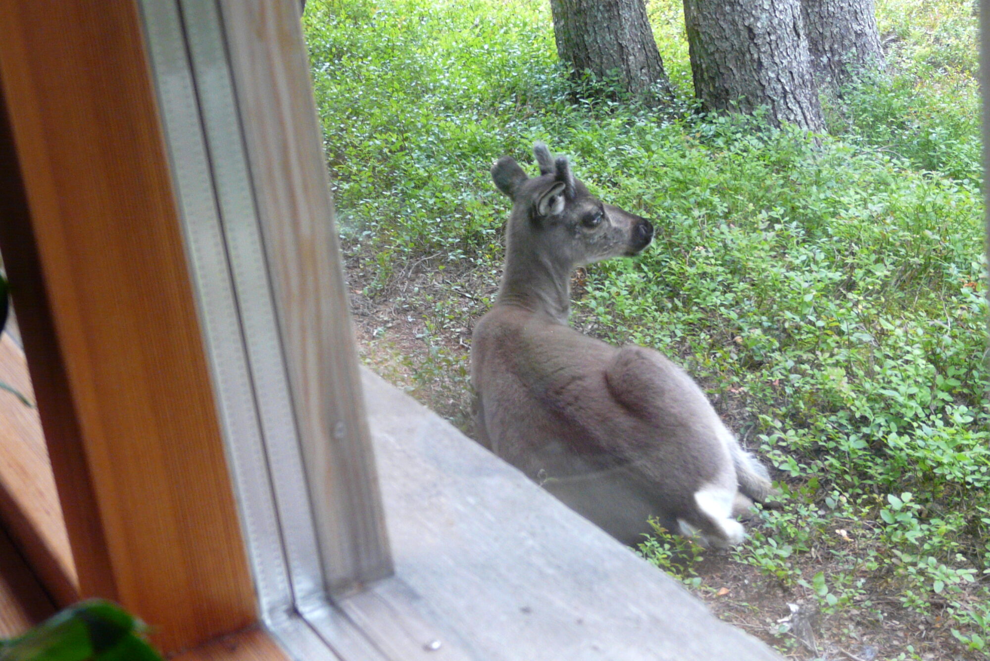 Valokuvaaja: Kaarlo Asikainen