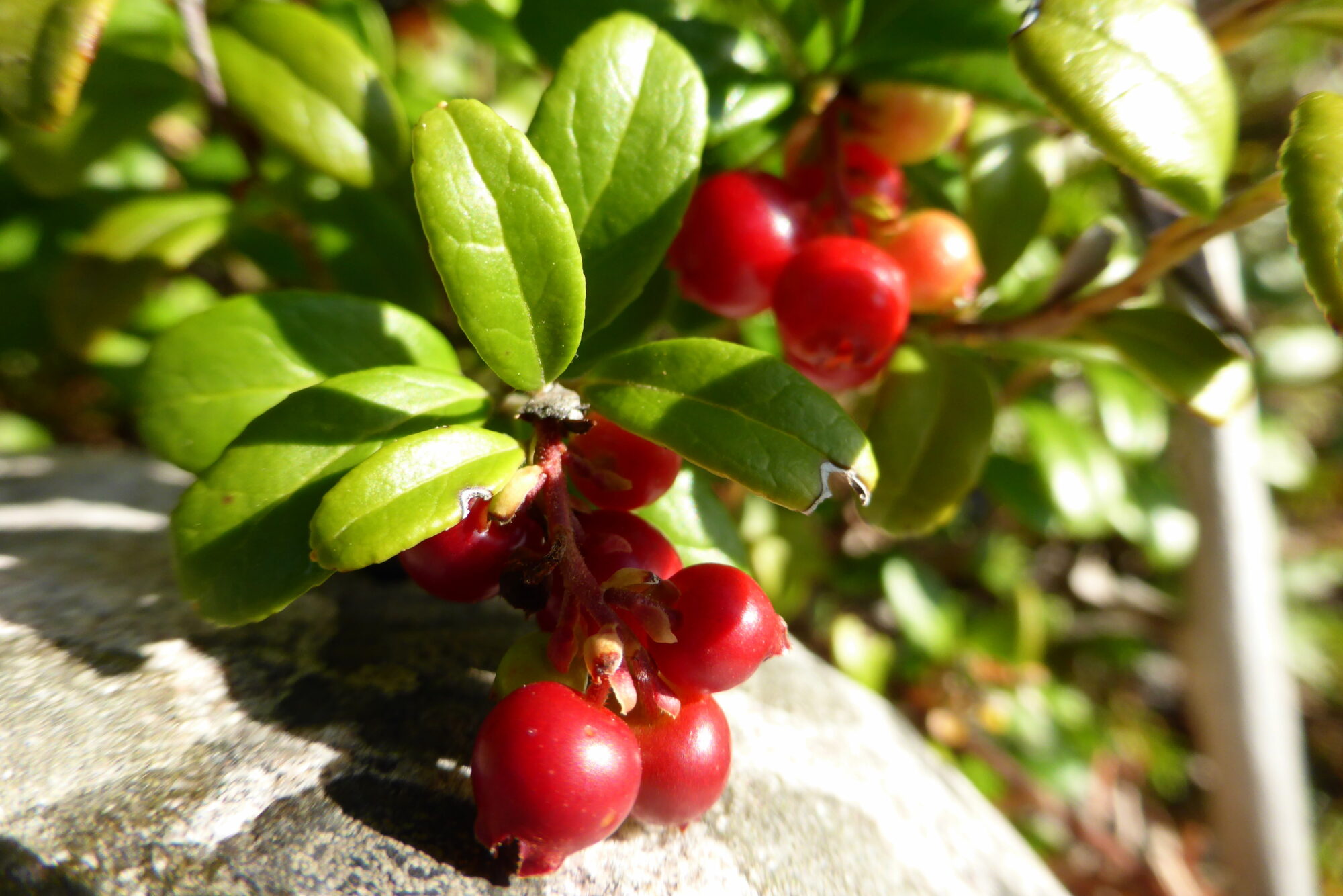 Valokuvaaja: Kaarlo Asikainen
