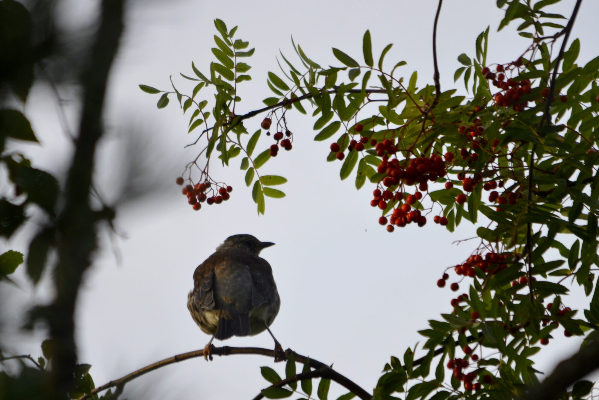 Valokuvaaja: Kaarlo Asikainen