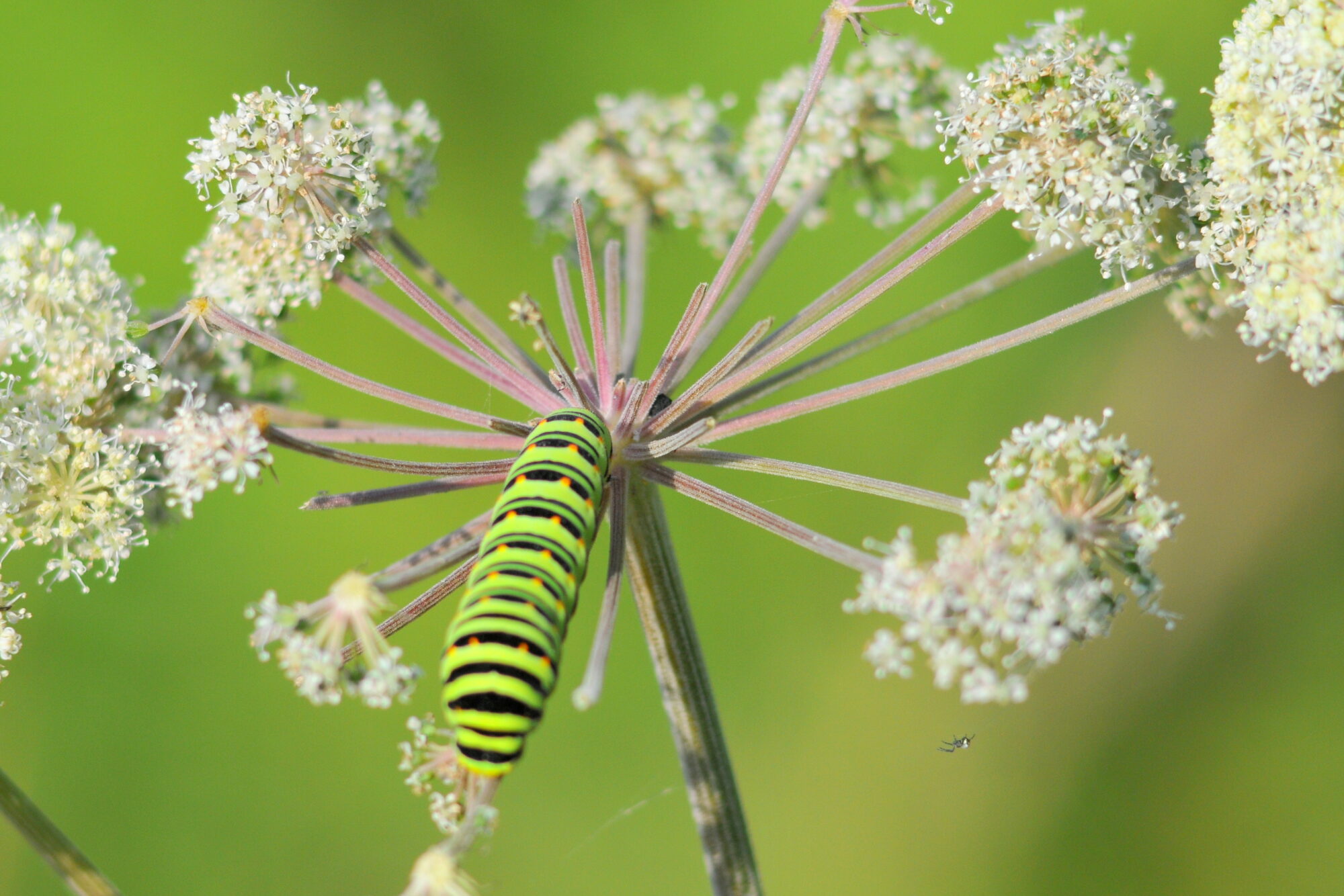 Valokuvaaja: Kaarlo Asikainen
