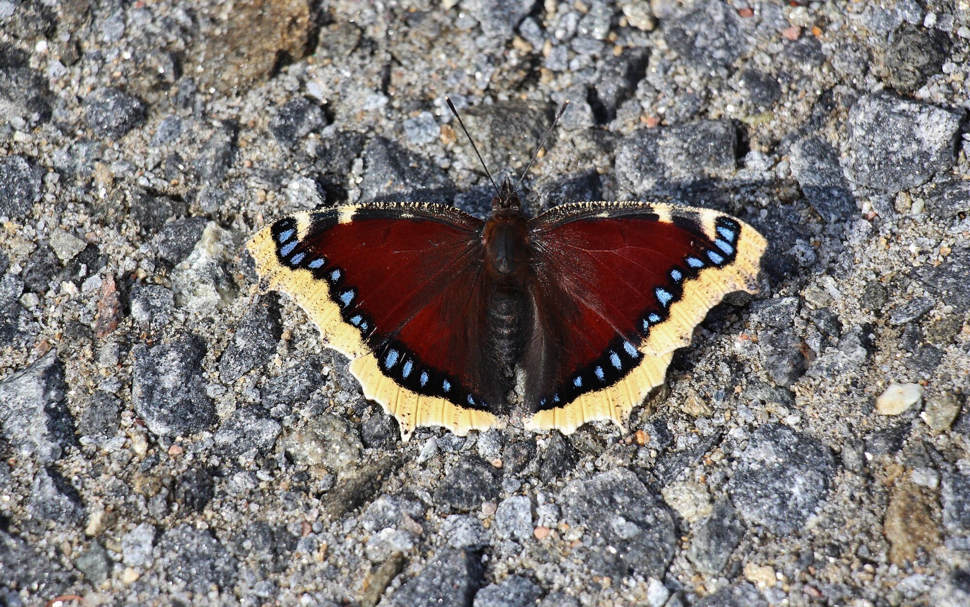 Valokuvaaja: Jorma Saraniemi