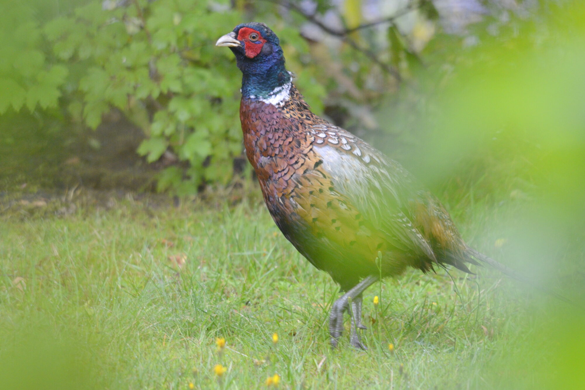 Valokuvaaja: Kaarlo Asikainen