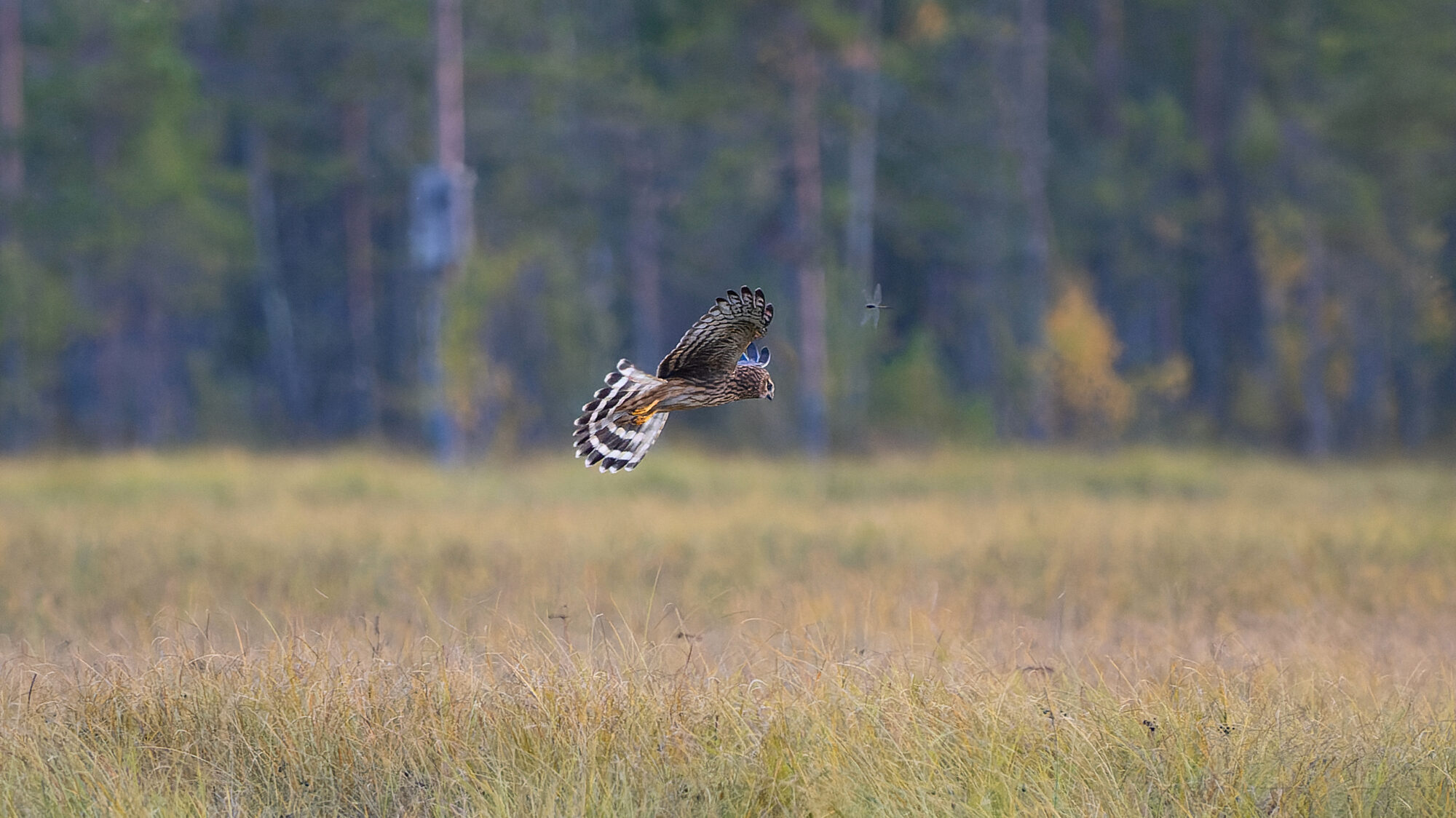 Valokuvaaja: Tommi Kujala