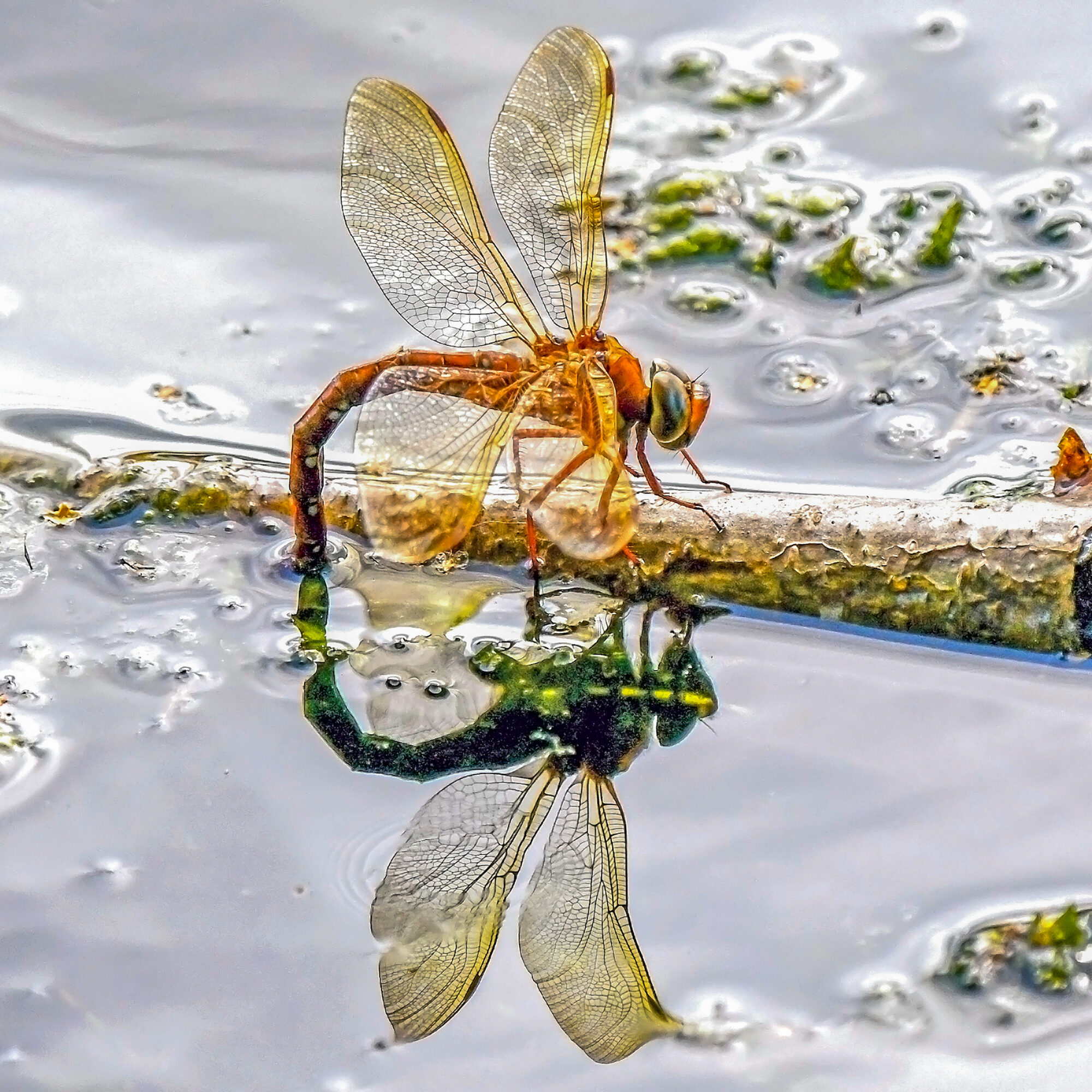Valokuvaaja: Esko Pihl