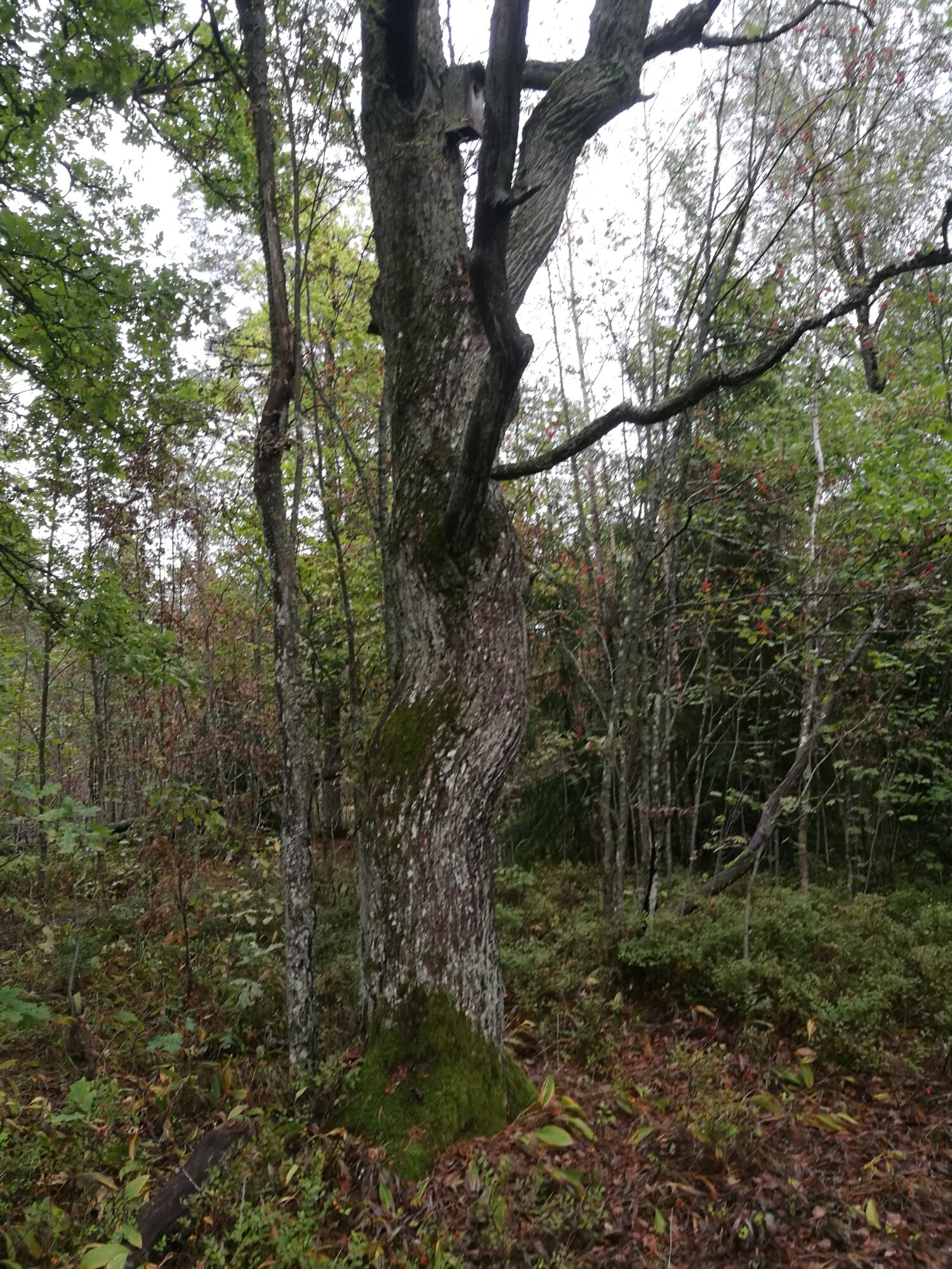 Valokuvaaja: Matti Hilli