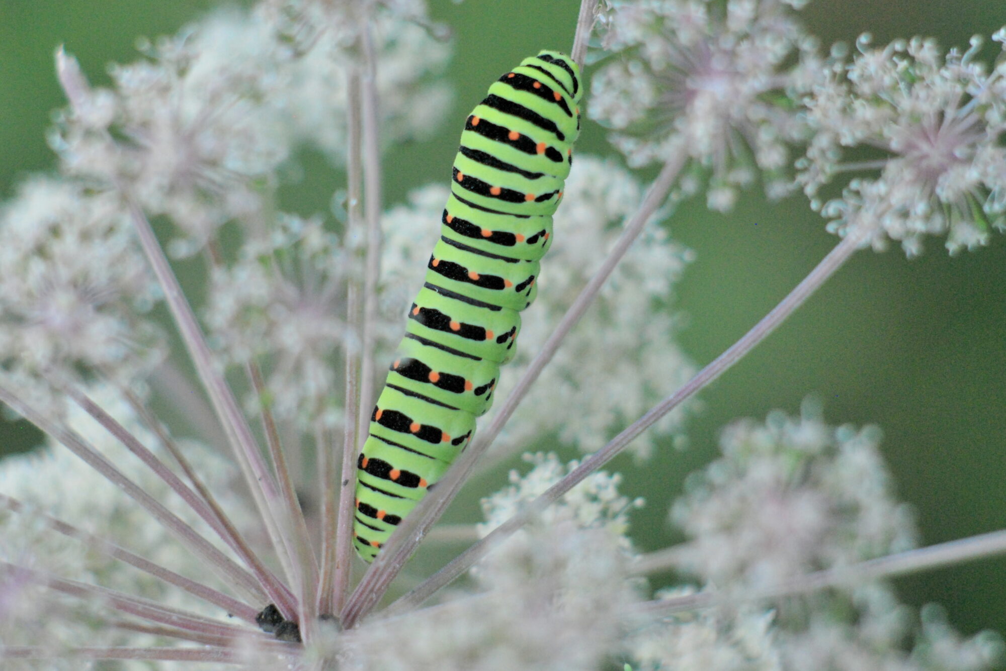 Valokuvaaja: Kaarlo Asikainen