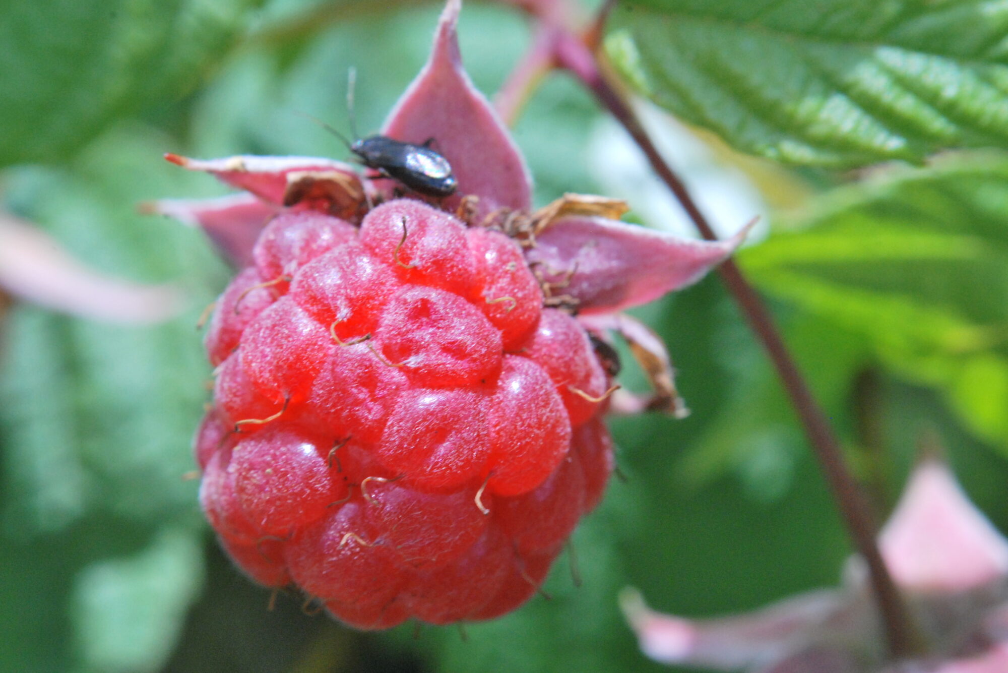 Valokuvaaja: Kaarlo Asikainen