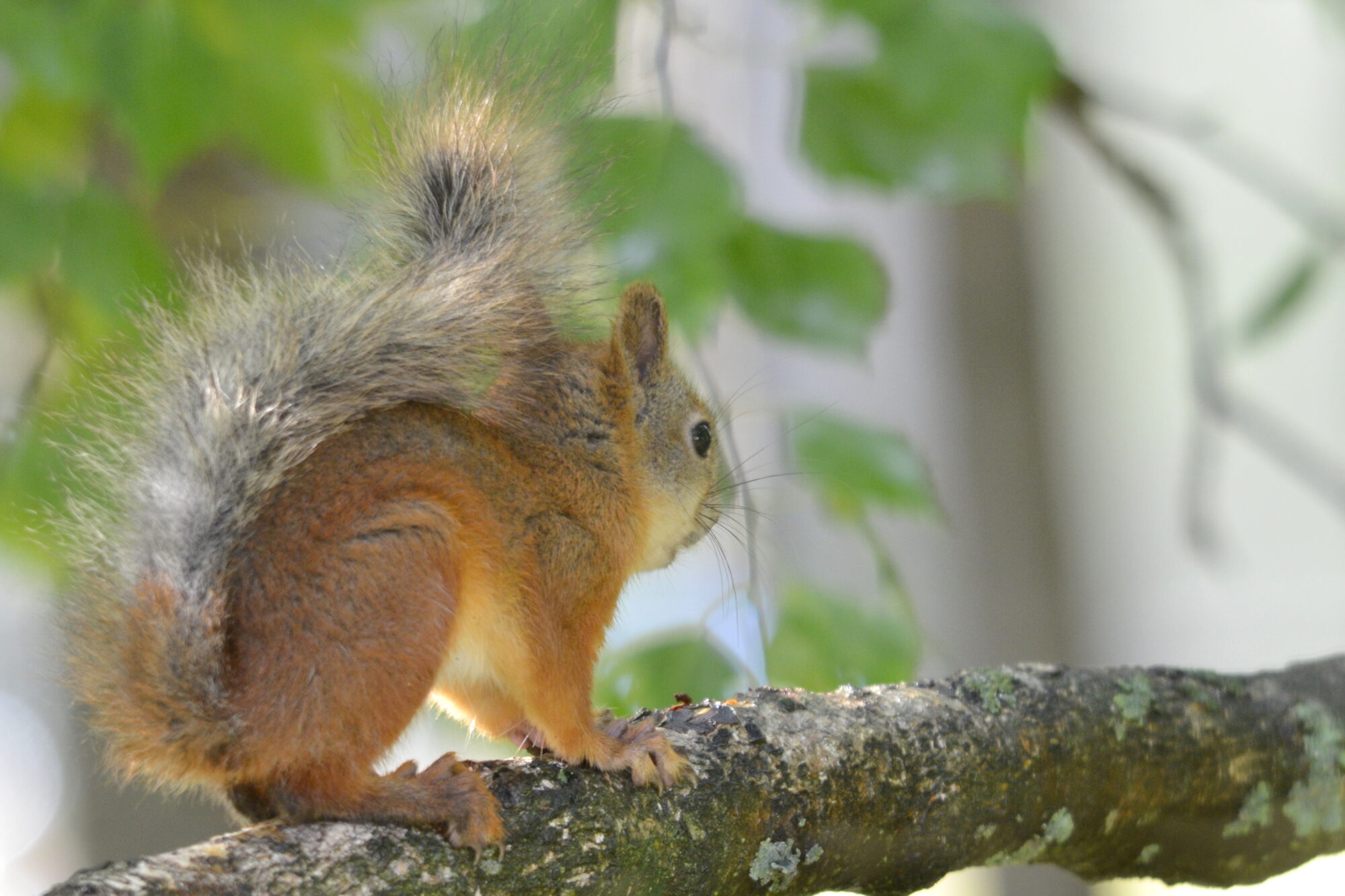 Valokuvaaja: Kaarlo Asikainen