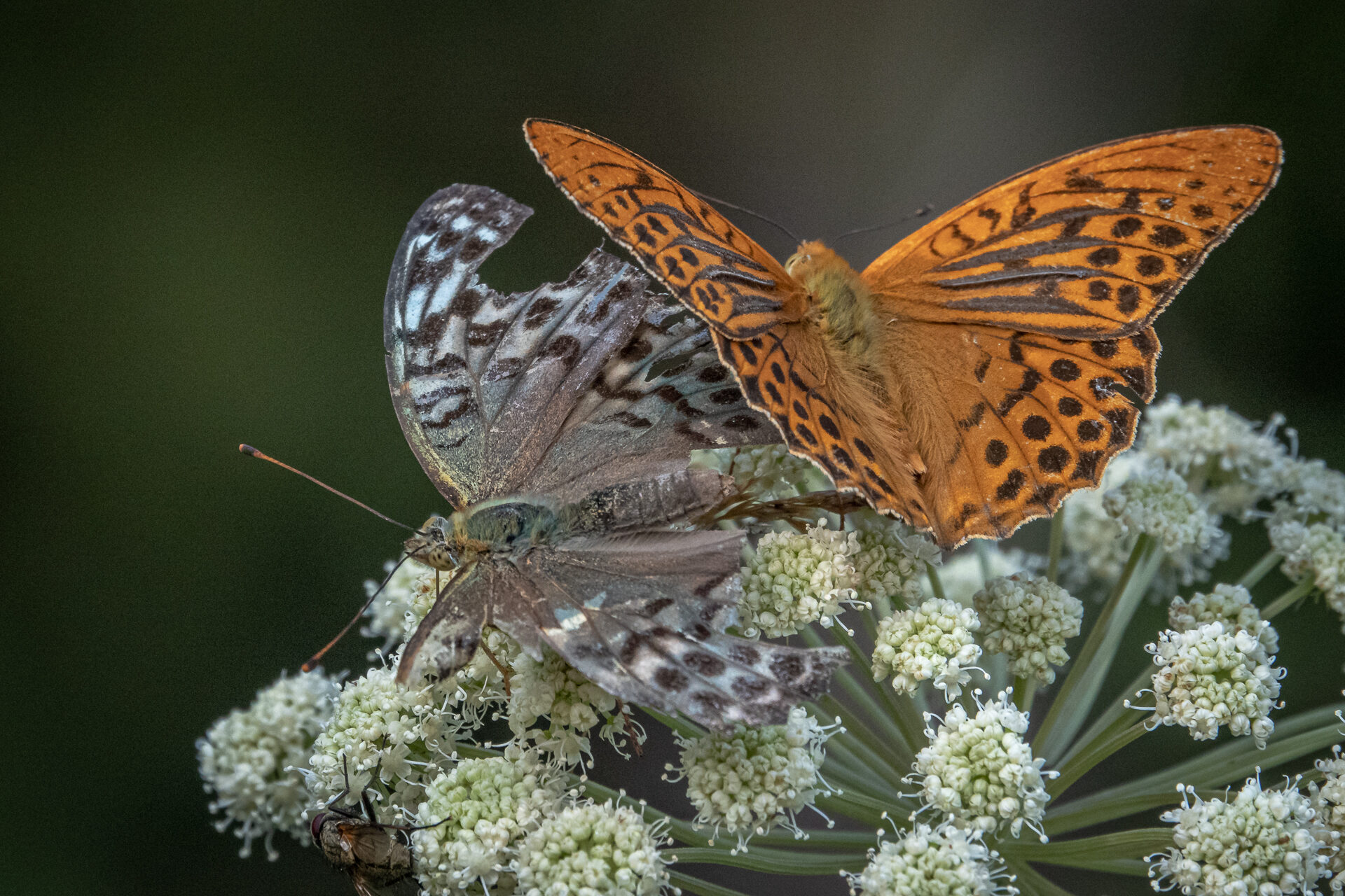 Valokuvaaja: Ari Kaarakainen