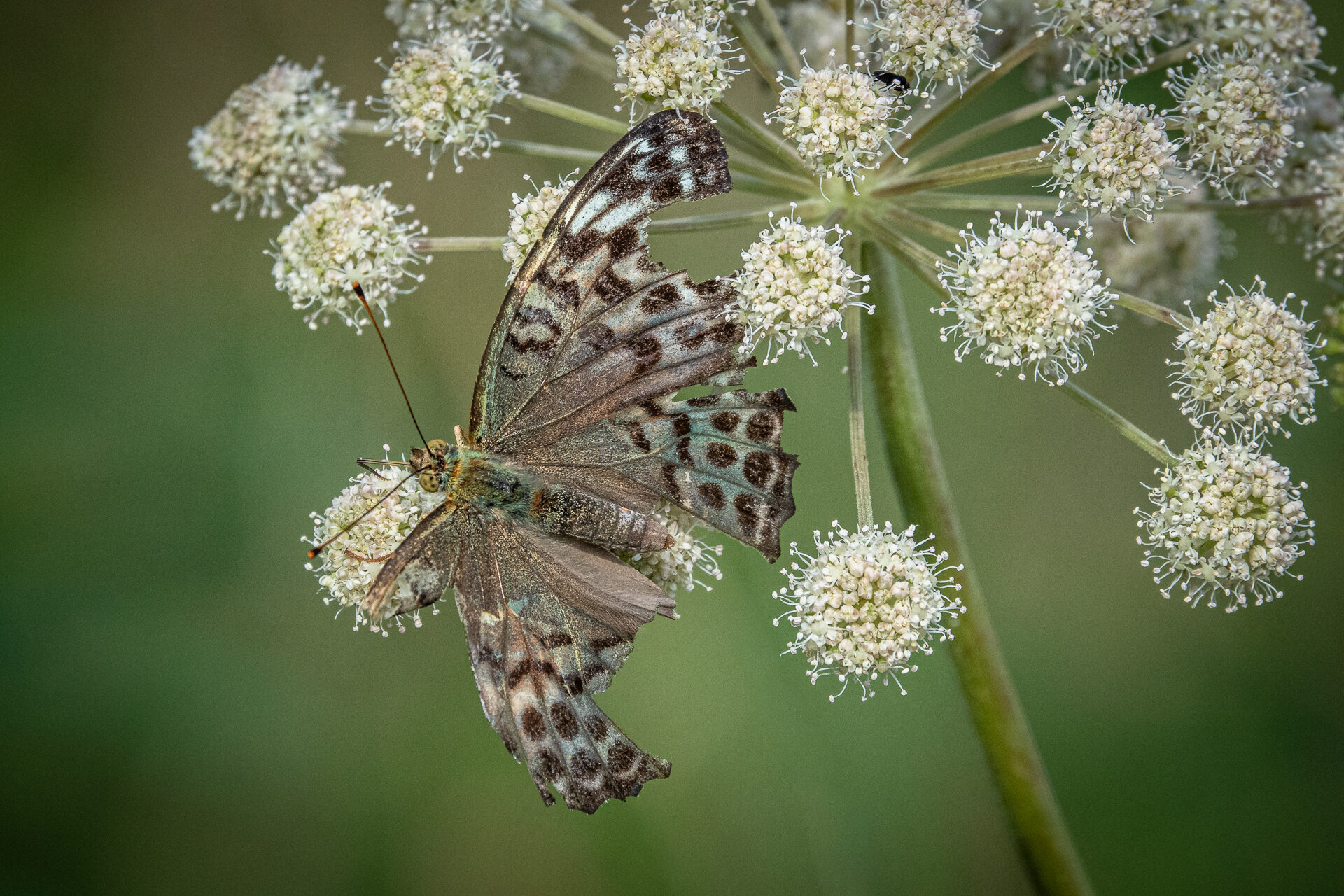 Valokuvaaja: Ari Kaarakainen