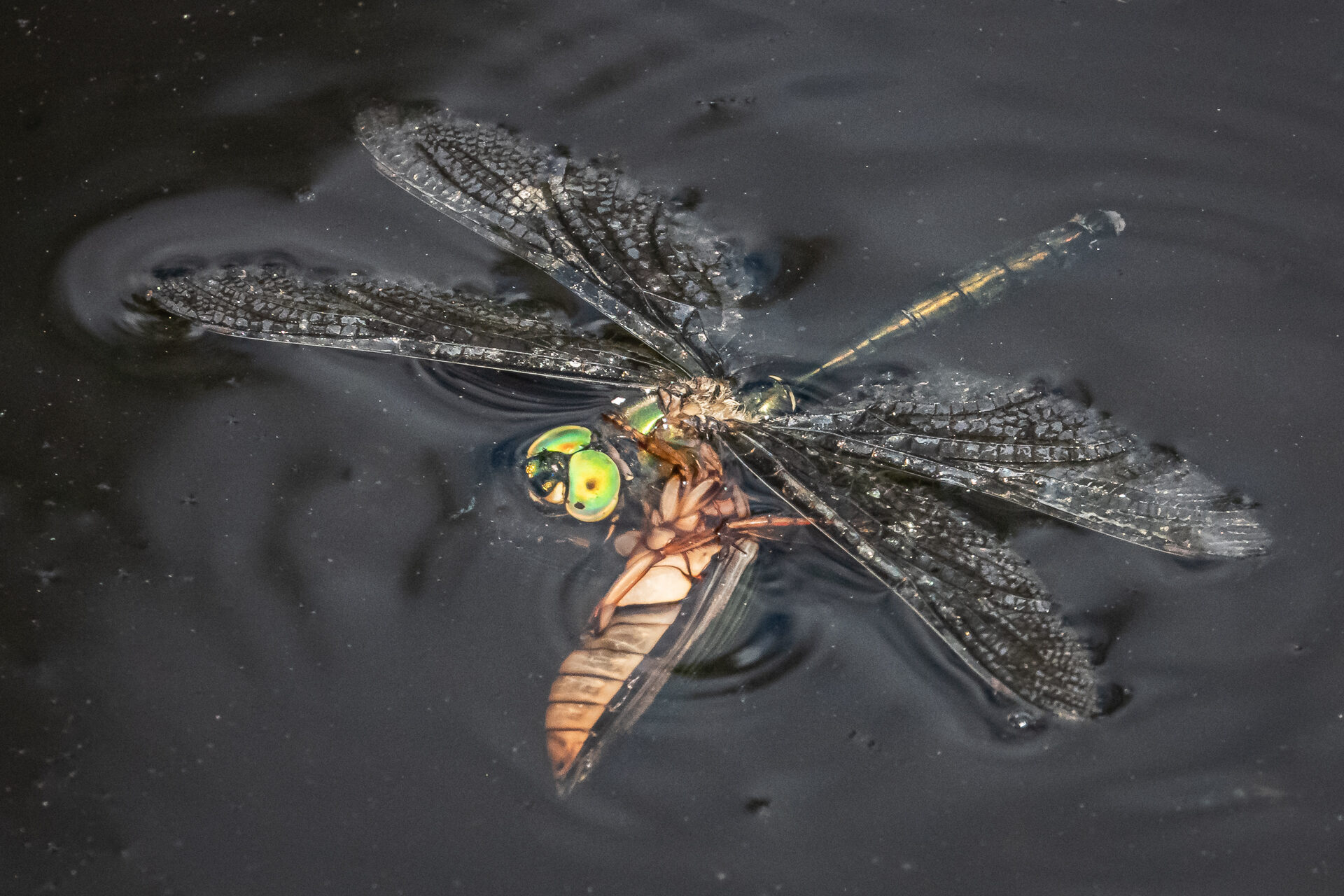 Valokuvaaja: Ari Kaarakainen
