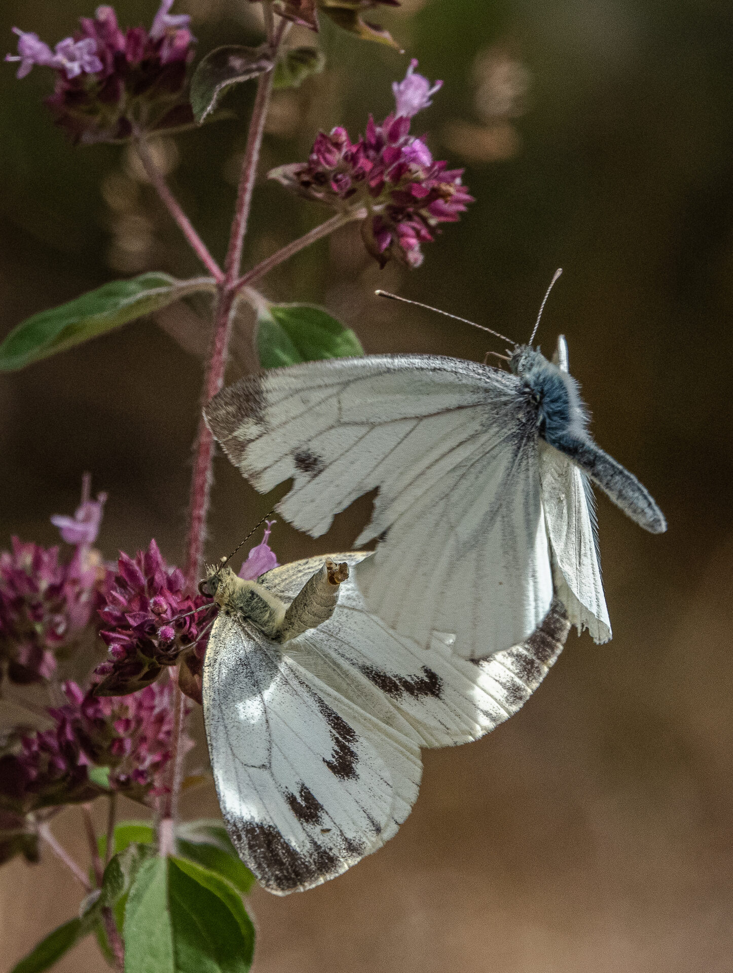 Valokuvaaja: Ari Kaarakainen