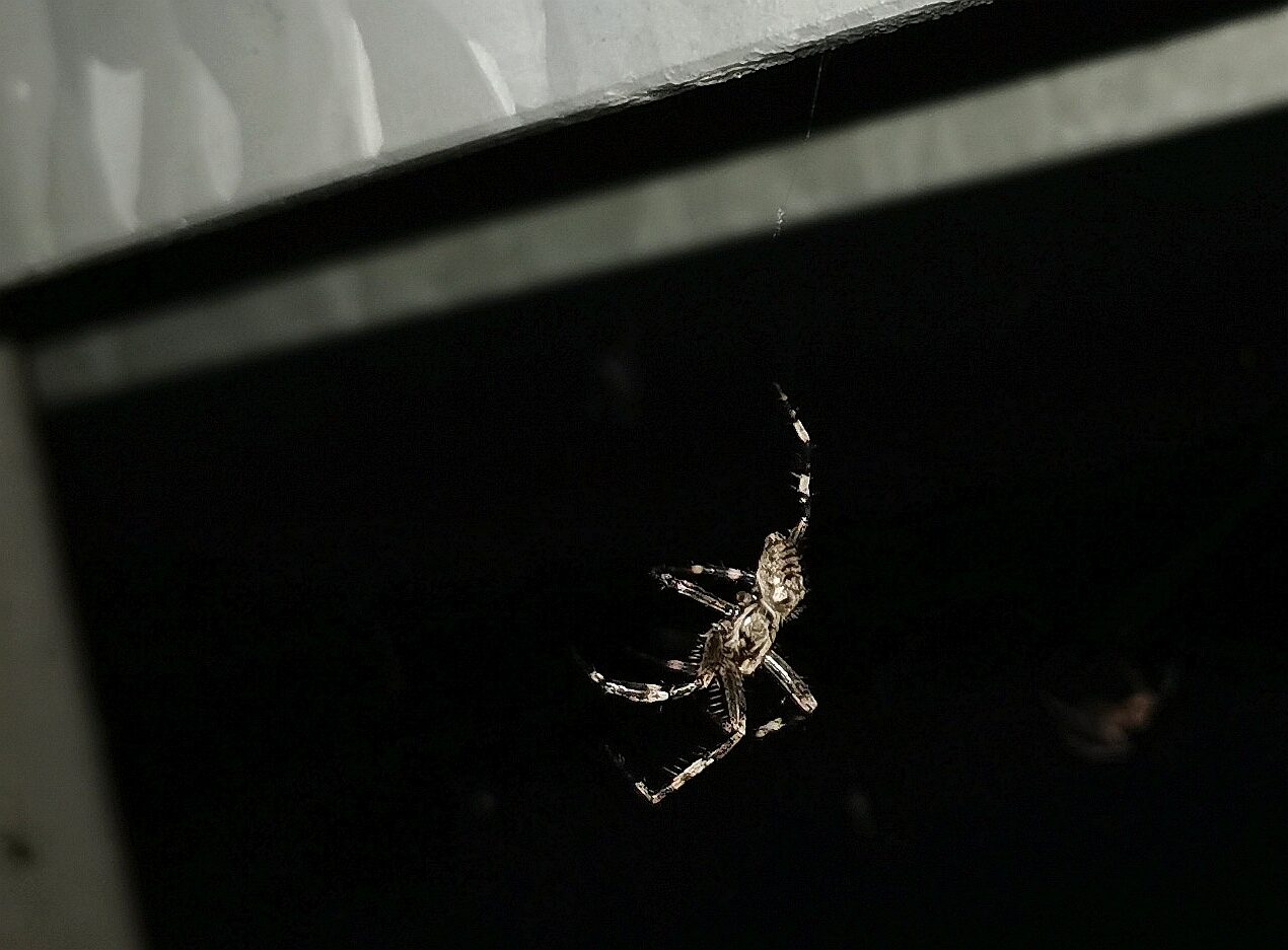 Valokuvaaja: Jaana Saarelainen