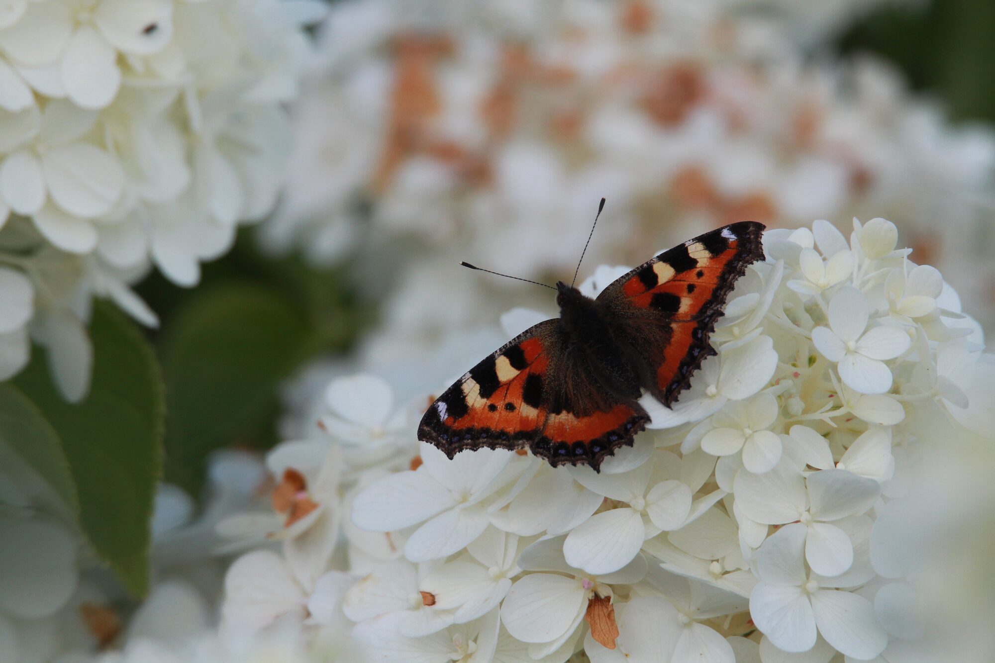 Valokuvaaja: Jaana Saarelainen