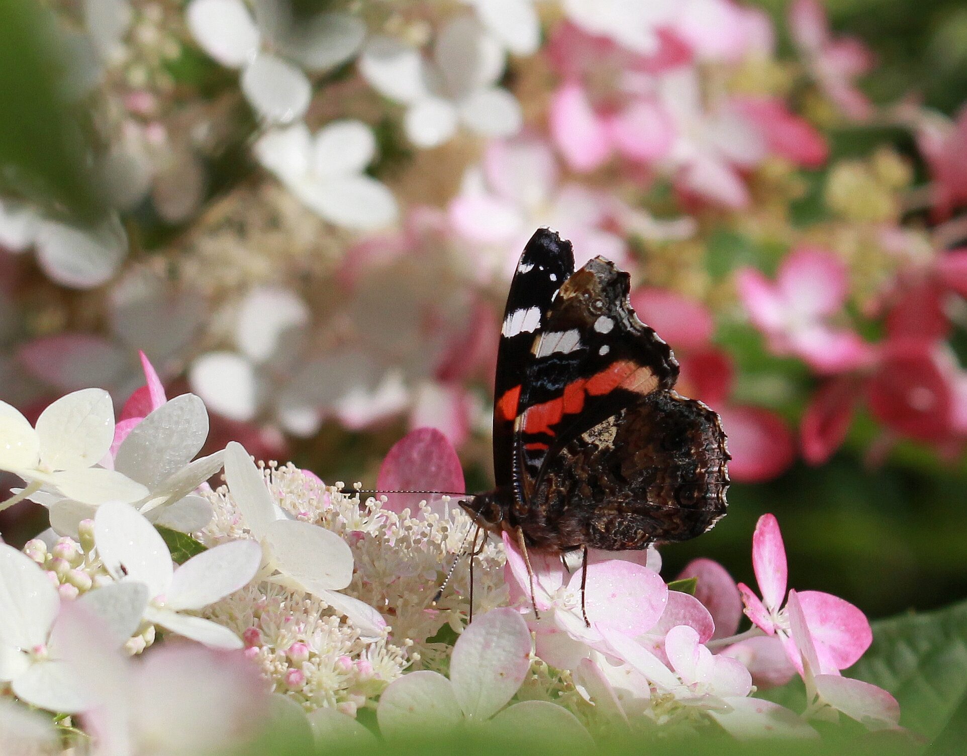 Valokuvaaja: Jaana Saarelainen