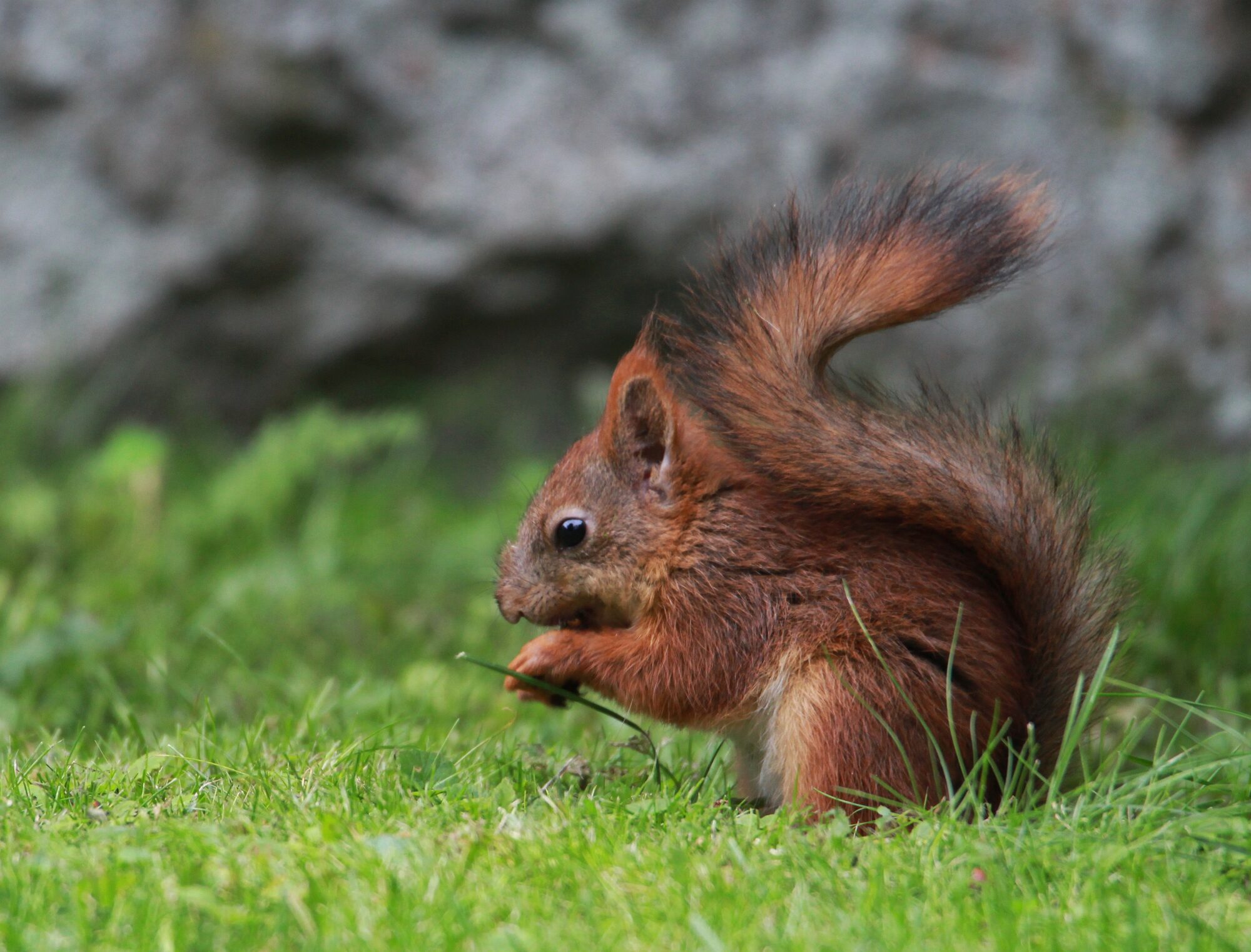 Valokuvaaja: Jaana Saarelainen
