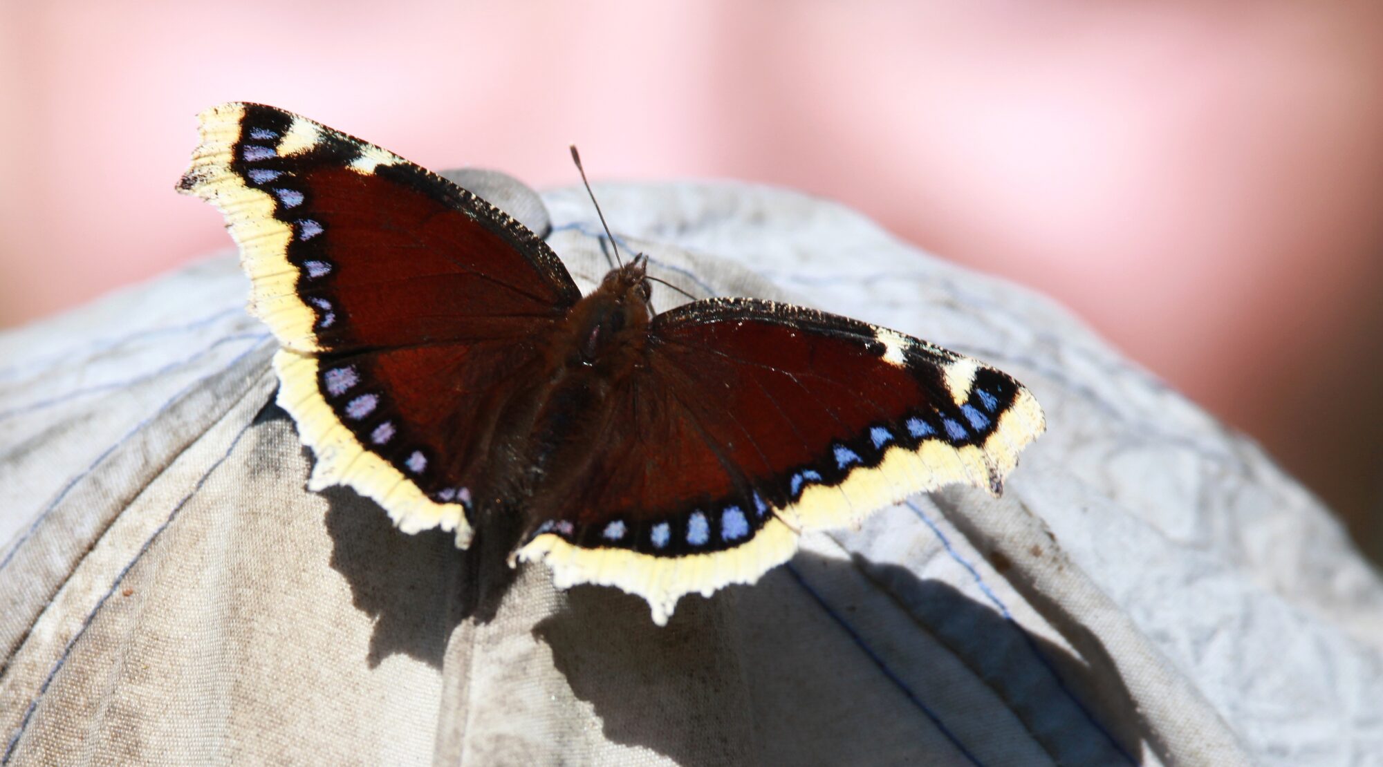 Valokuvaaja: Jaana Saarelainen