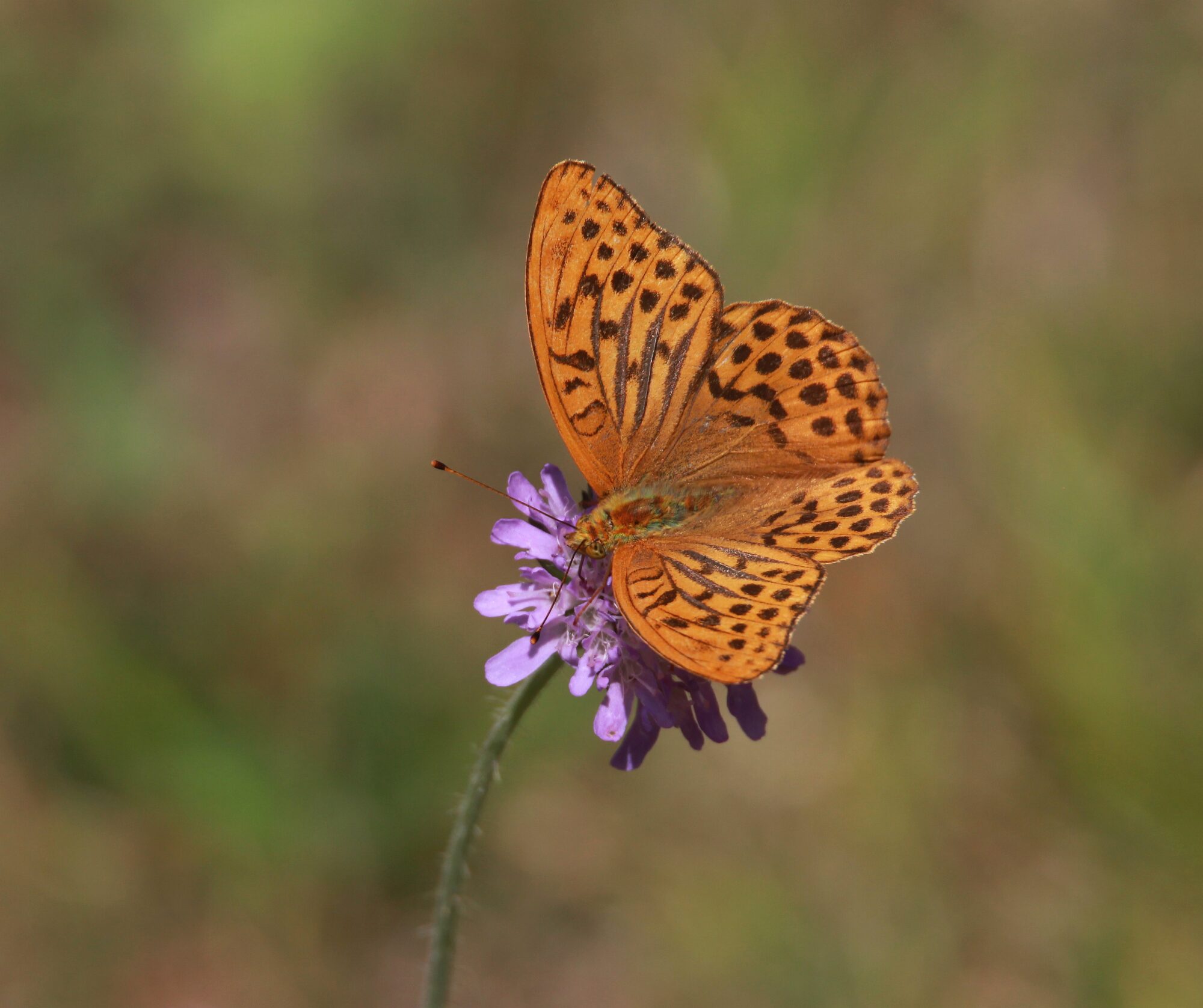 Valokuvaaja: Jaana Saarelainen