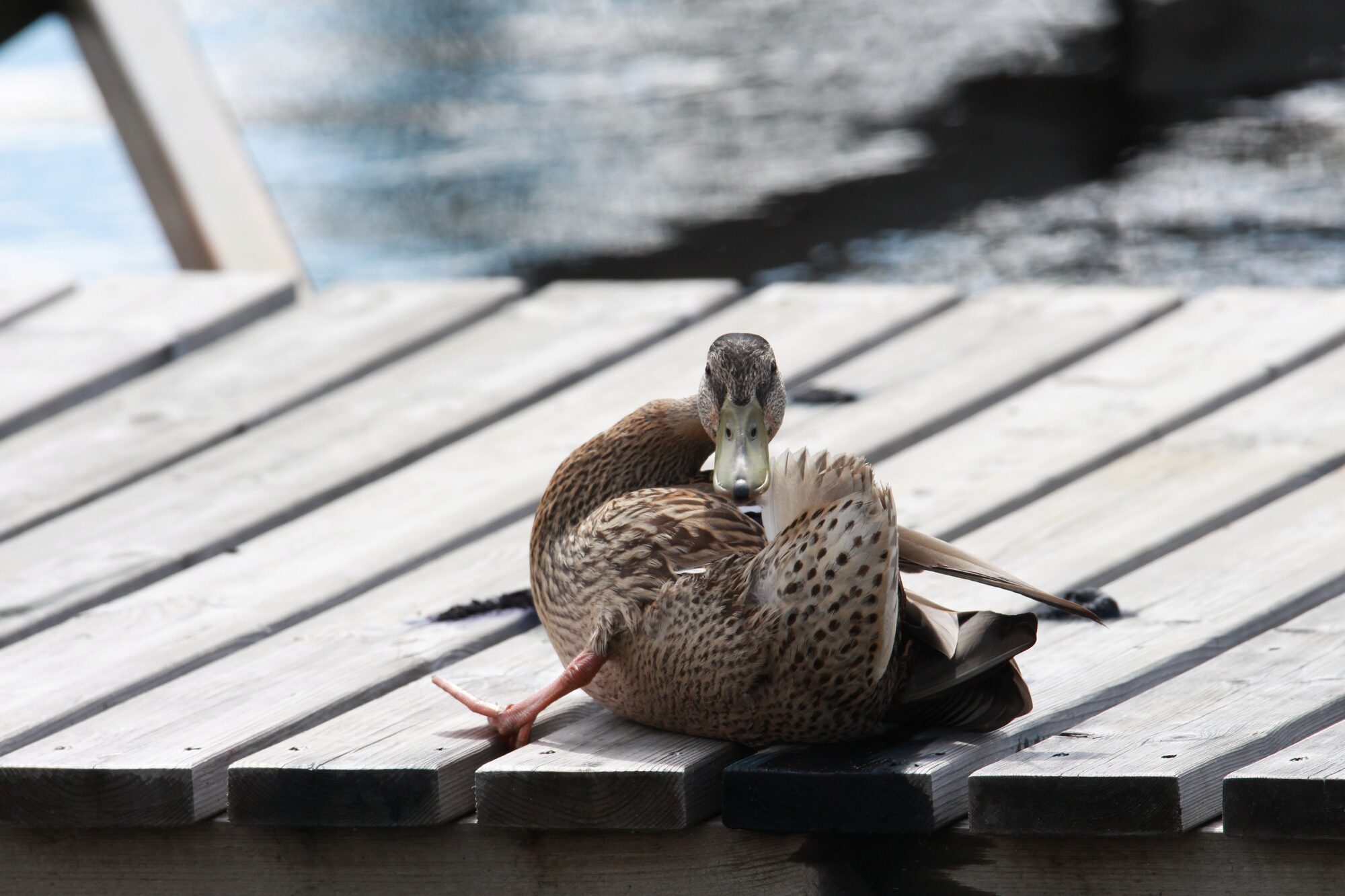 Valokuvaaja: Jaana Saarelainen