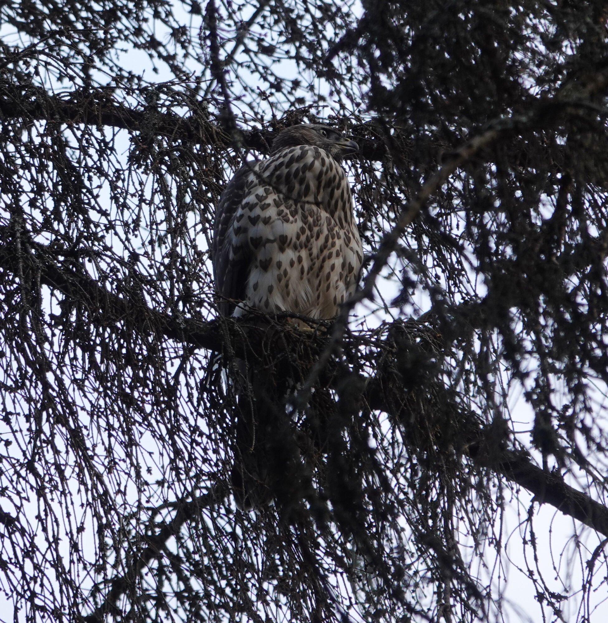 Valokuvaaja: Eero Peltonen
