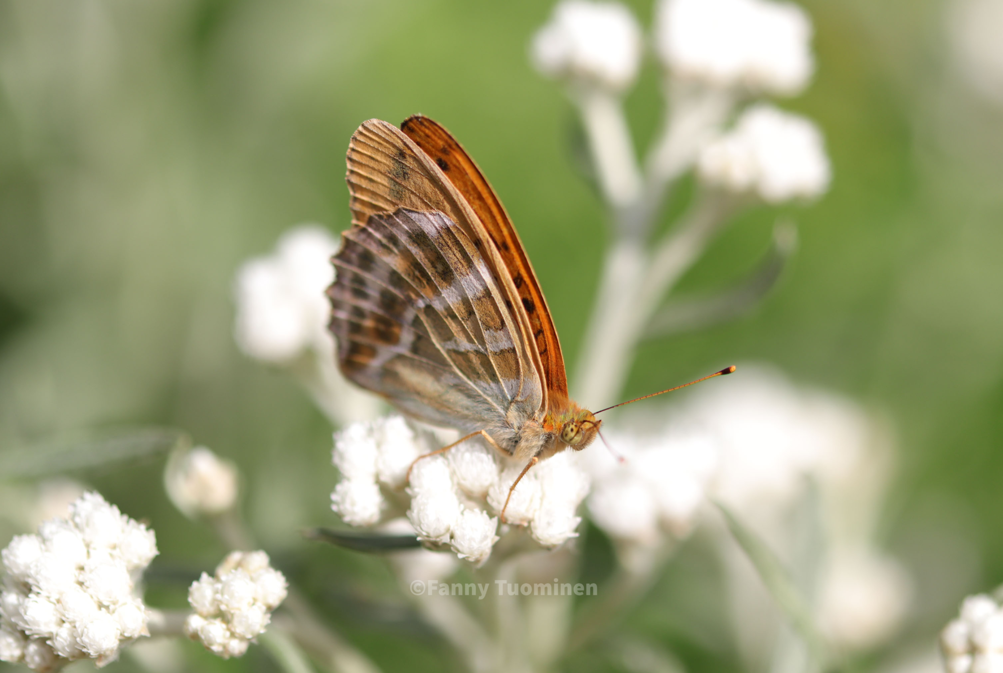 Valokuvaaja: Fanny Tuominen