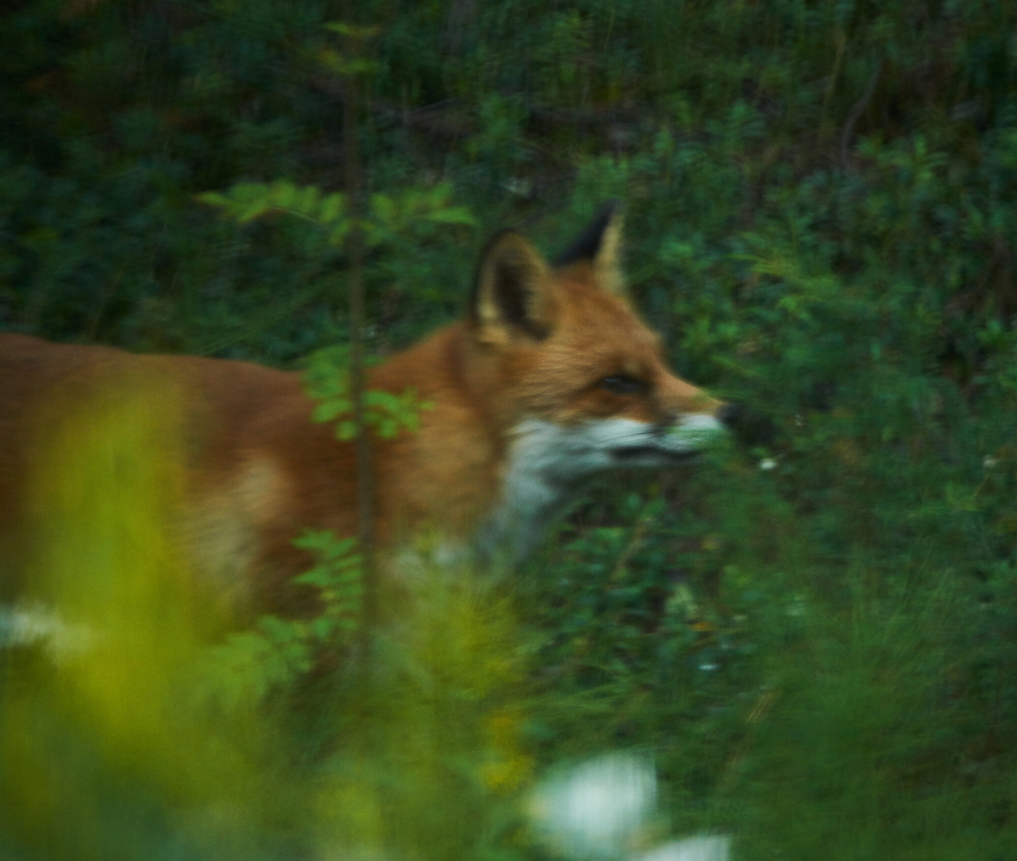 Valokuvaaja: Tarja Kouvo
