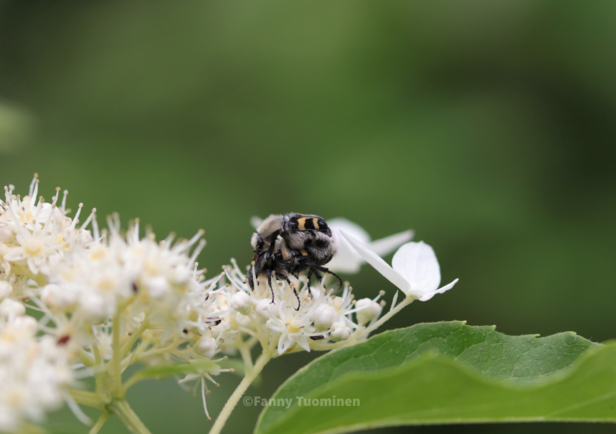 Valokuvaaja: Fanny Tuominen