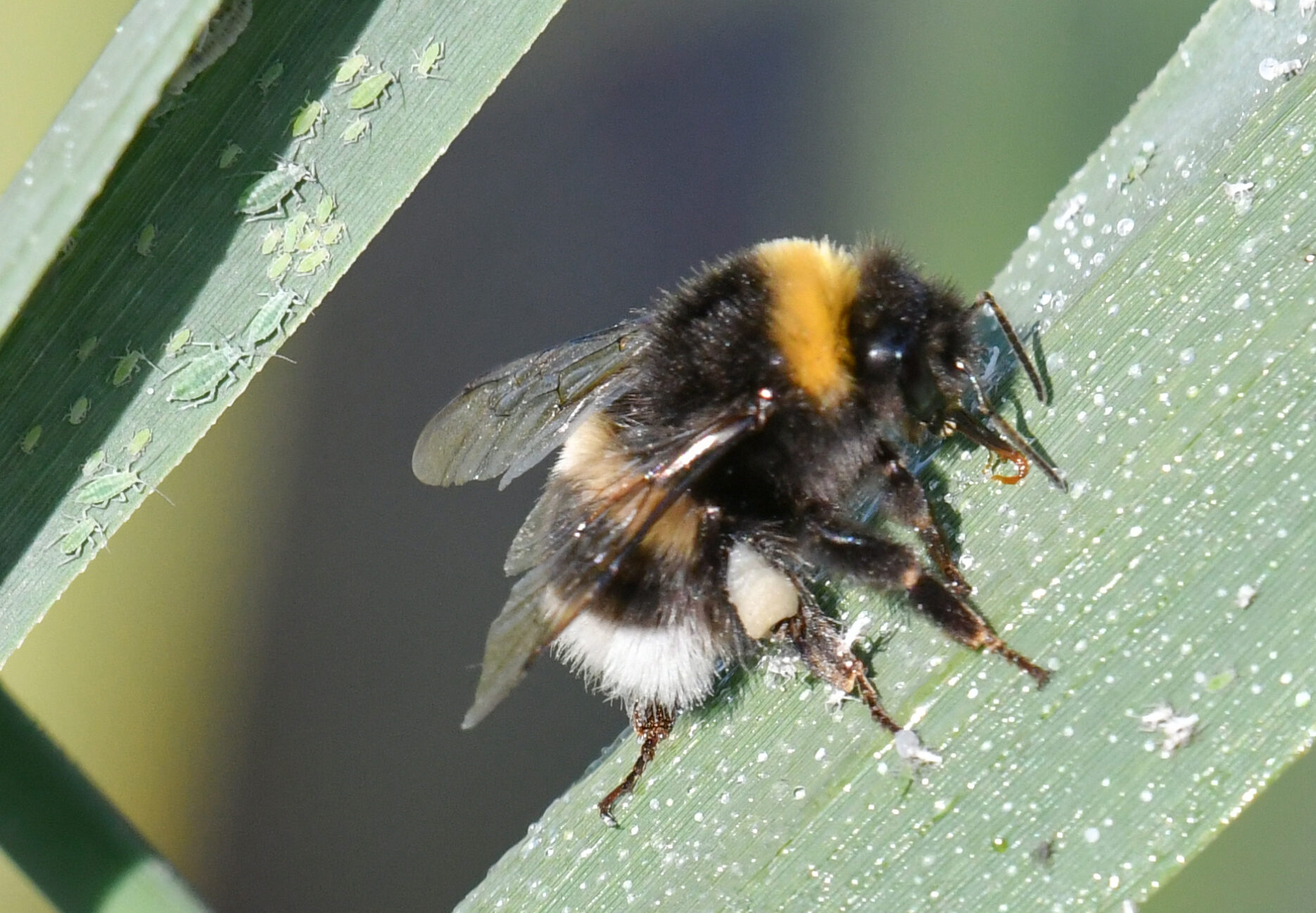 Valokuvaaja: Matti Manninen Valokuvaaja: Matti Manninen