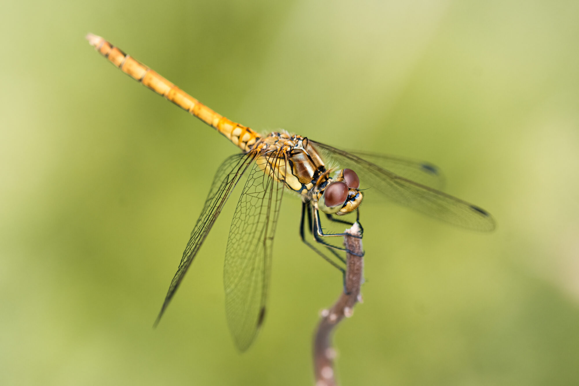 Valokuvaaja: Risto Lavi