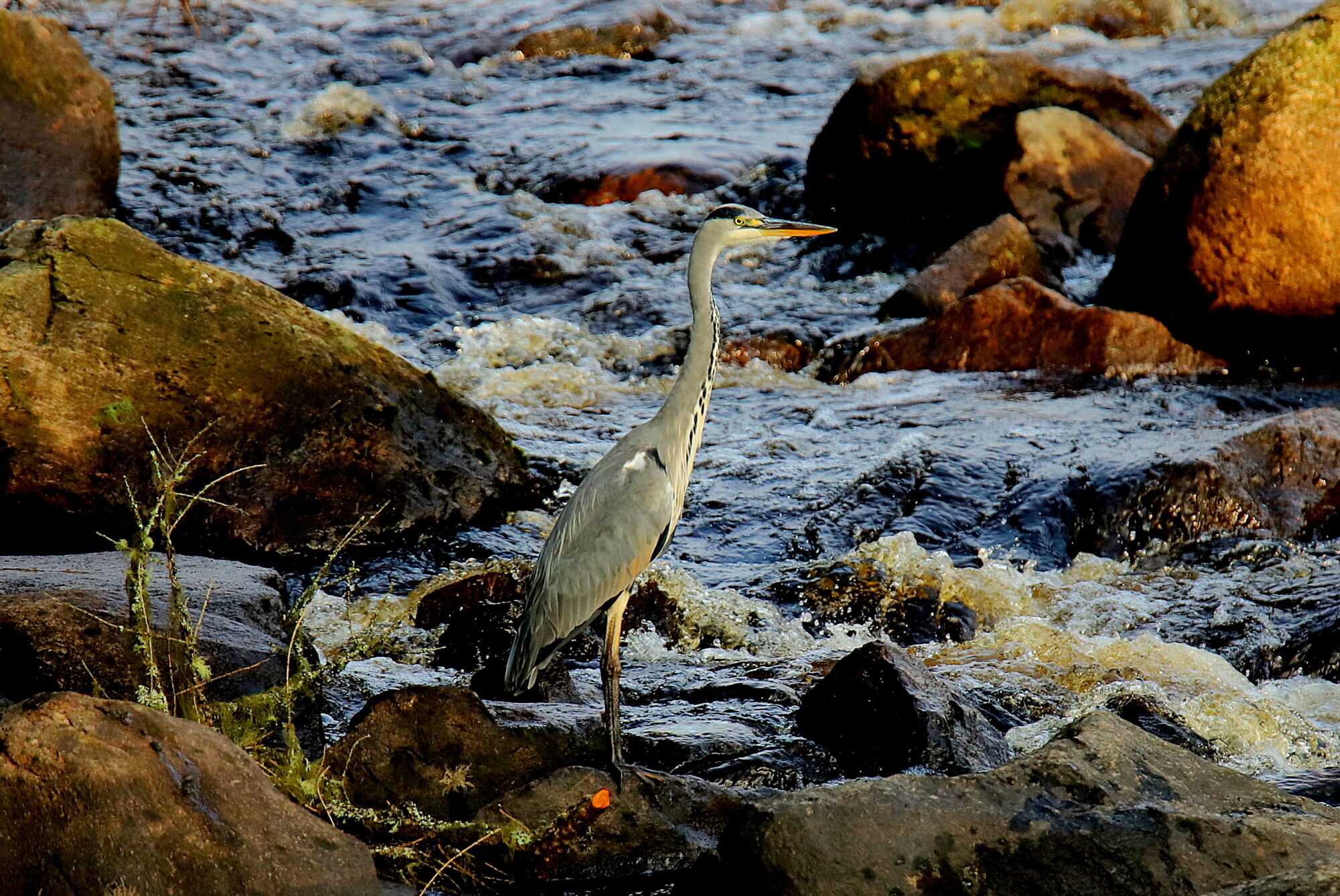 Valokuvaaja: sirpa jyske