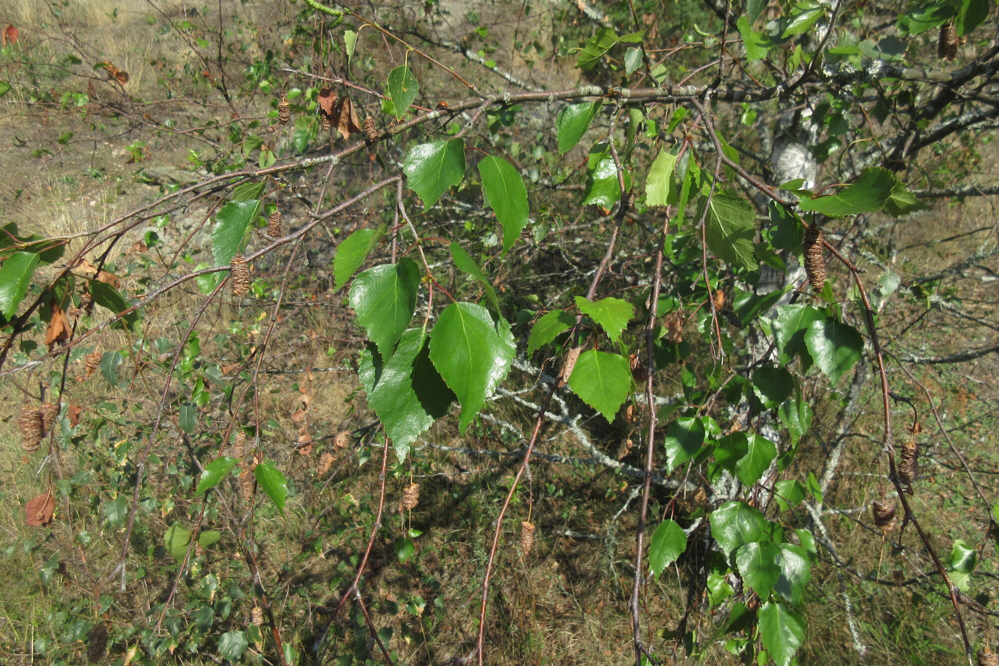 Valokuvaaja: Jouni Uski